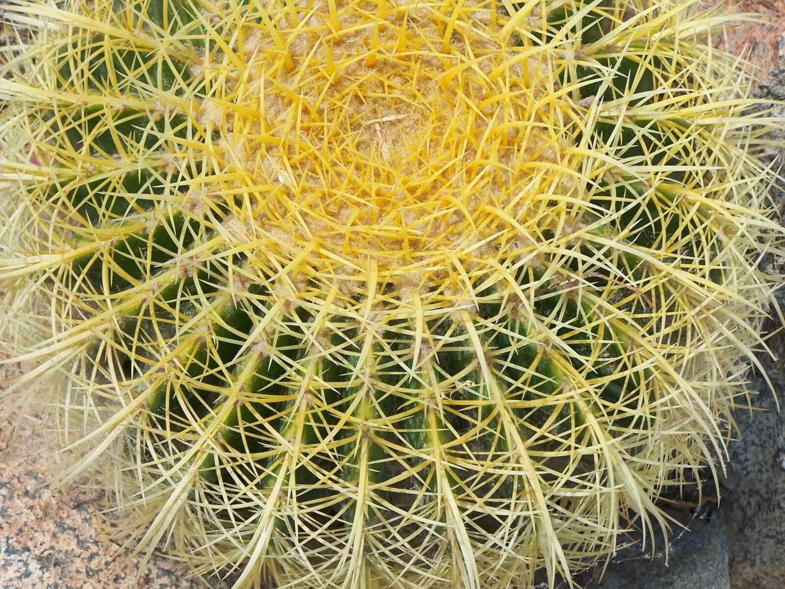 Kodak Z650 ZOOM DIGITAL CAMERA sample photo. Cactus, green, thorns photography