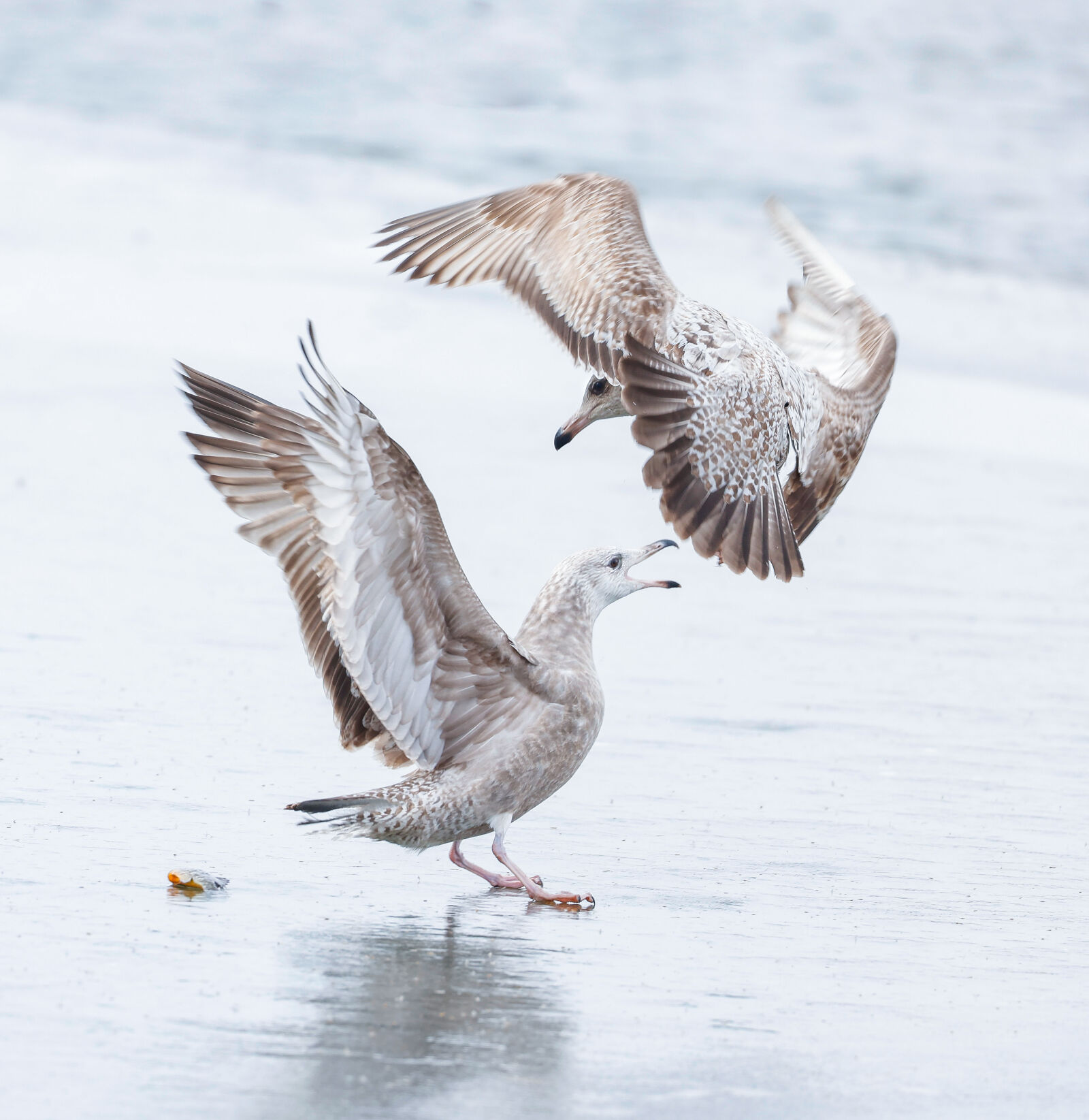 Canon EF 600mm F4L IS II USM sample photo. Herring gulls fight over photography