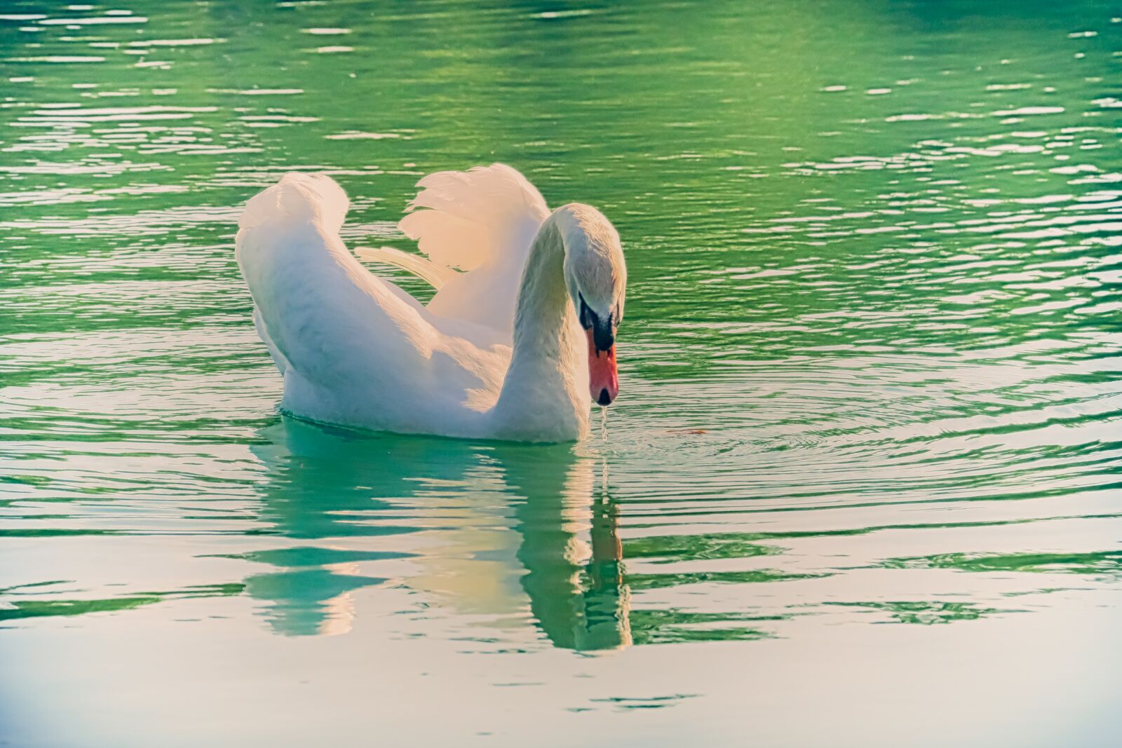 Canon EOS 70D + Canon EF-S 18-200mm F3.5-5.6 IS sample photo. Bird, swan, water photography