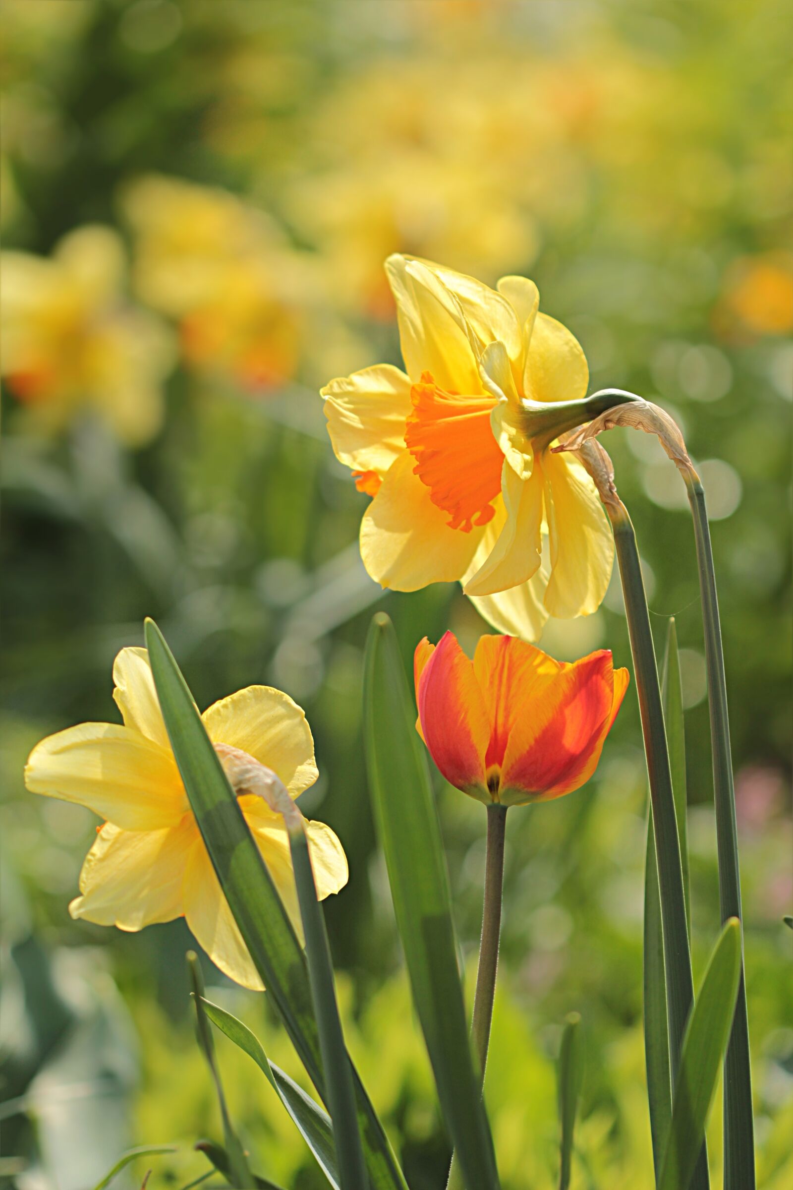 Canon EOS 550D (EOS Rebel T2i / EOS Kiss X4) sample photo. Flower, narcissus, yellow orange photography
