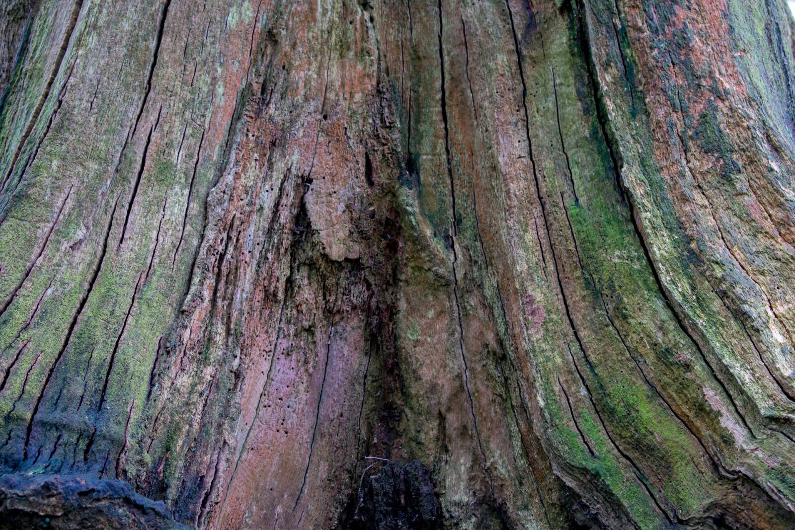 Nikon D3400 sample photo. Wood, old, nature photography