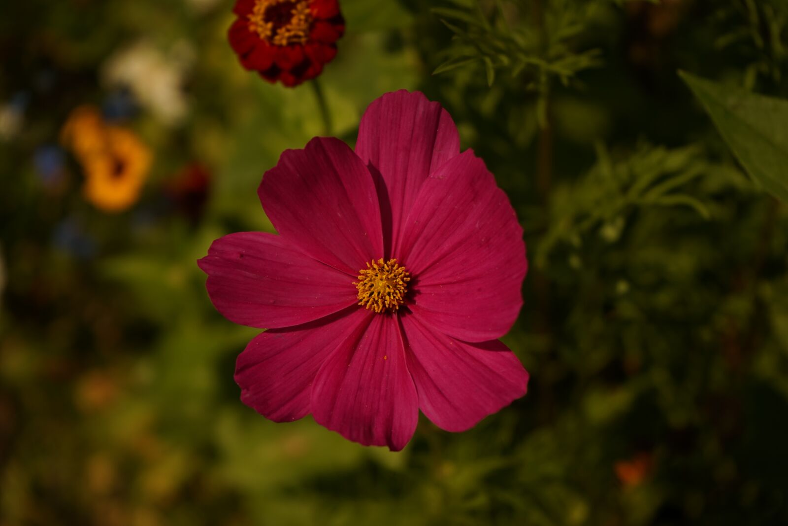 Sony a7 + Sony FE 28-70mm F3.5-5.6 OSS sample photo. Blossom, bloom, flower photography
