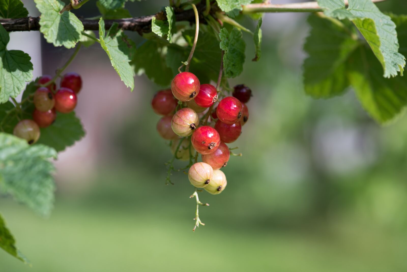 Nikon D750 sample photo. Currant, reifeproszess, red currant photography