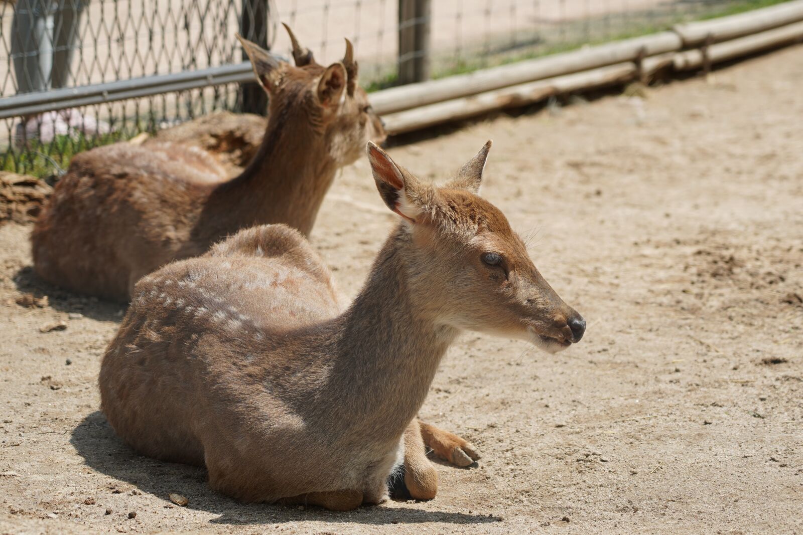 Sony FE 24-105mm F4 G OSS sample photo. Animal, nature, wild photography