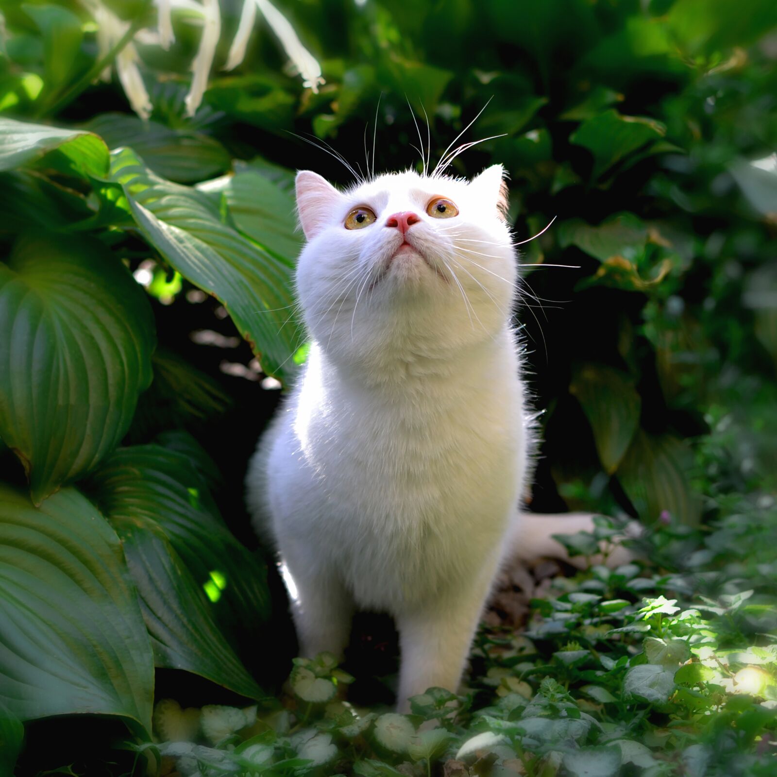 Nikon D3100 sample photo. Cat, cute, kitten photography