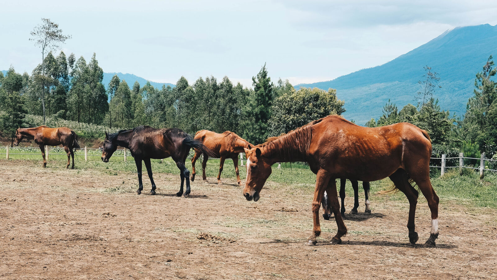 Fujifilm X-T10 + Fujifilm XF 35mm F2 R WR sample photo. Horse, mountain, ranch photography