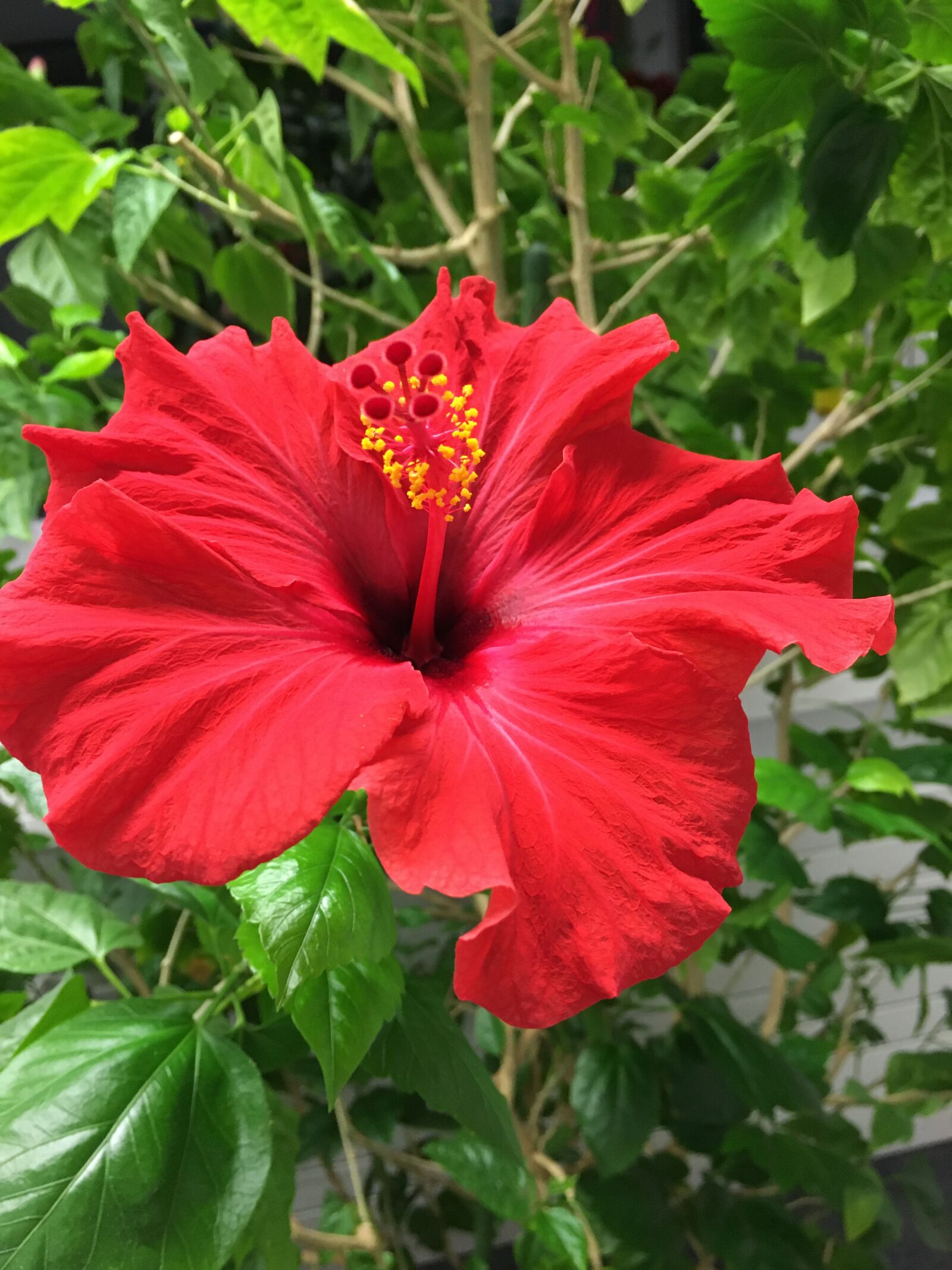 Apple iPhone 6s sample photo. Hibiscus, blossom, bloom photography