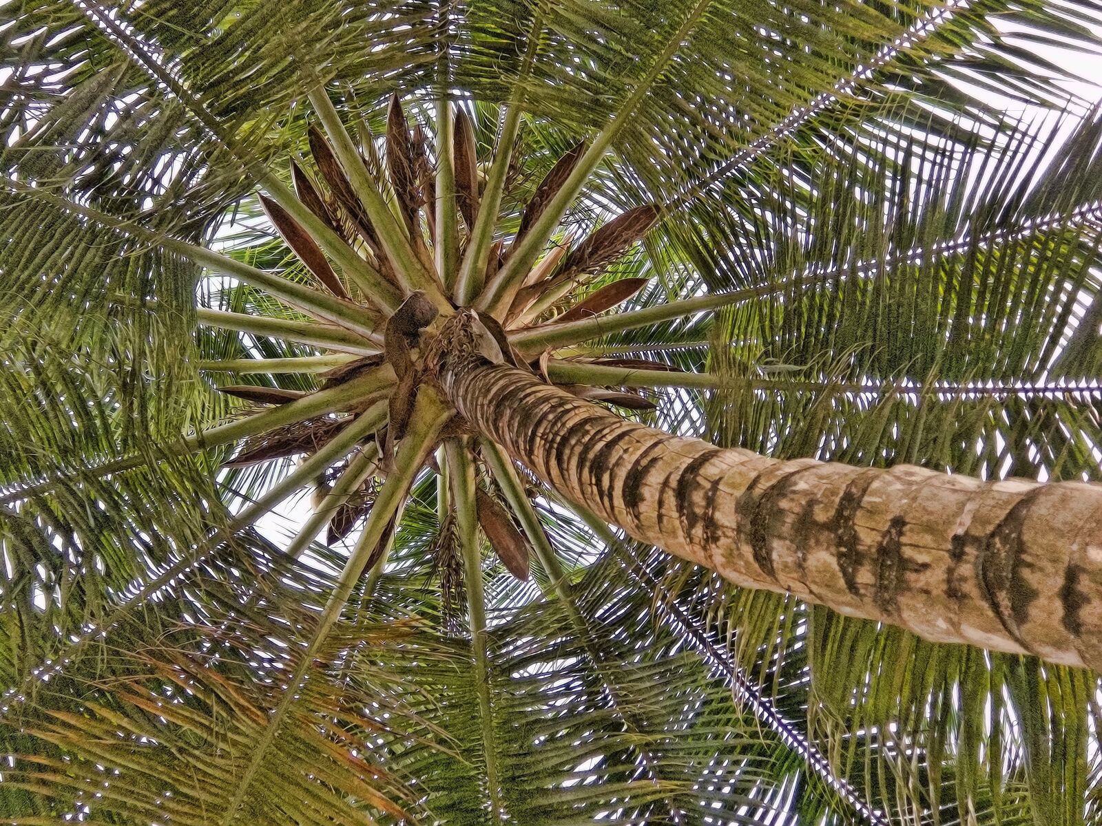 Canon PowerShot S90 sample photo. Coconut palm, coconut, tree photography