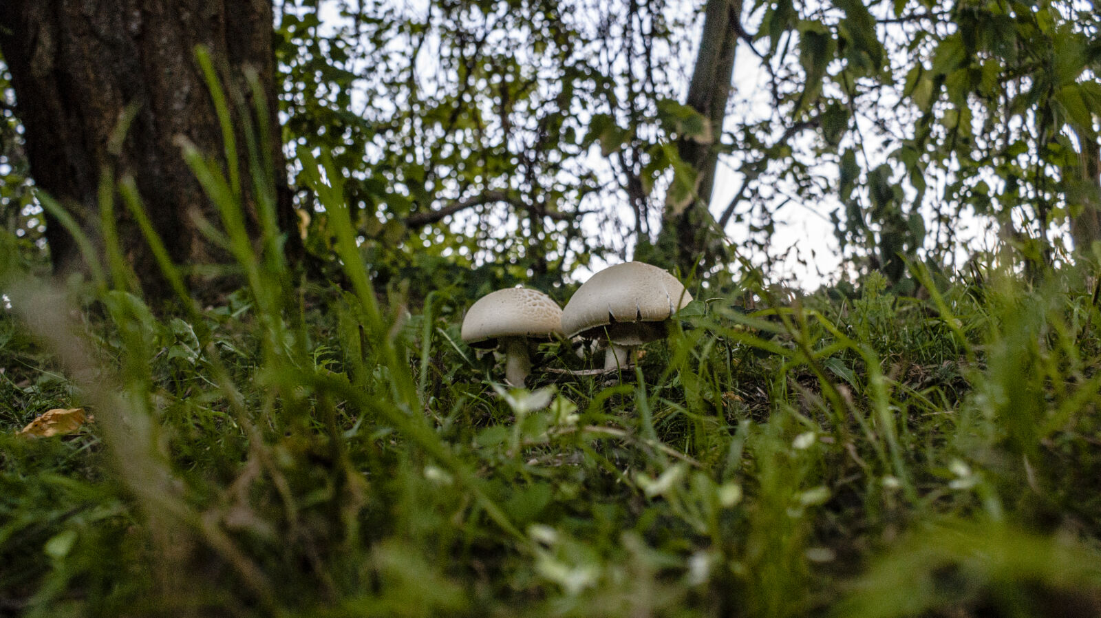 Sony DT 18-70mm F3.5-5.6 sample photo. Forest, mushrooms photography