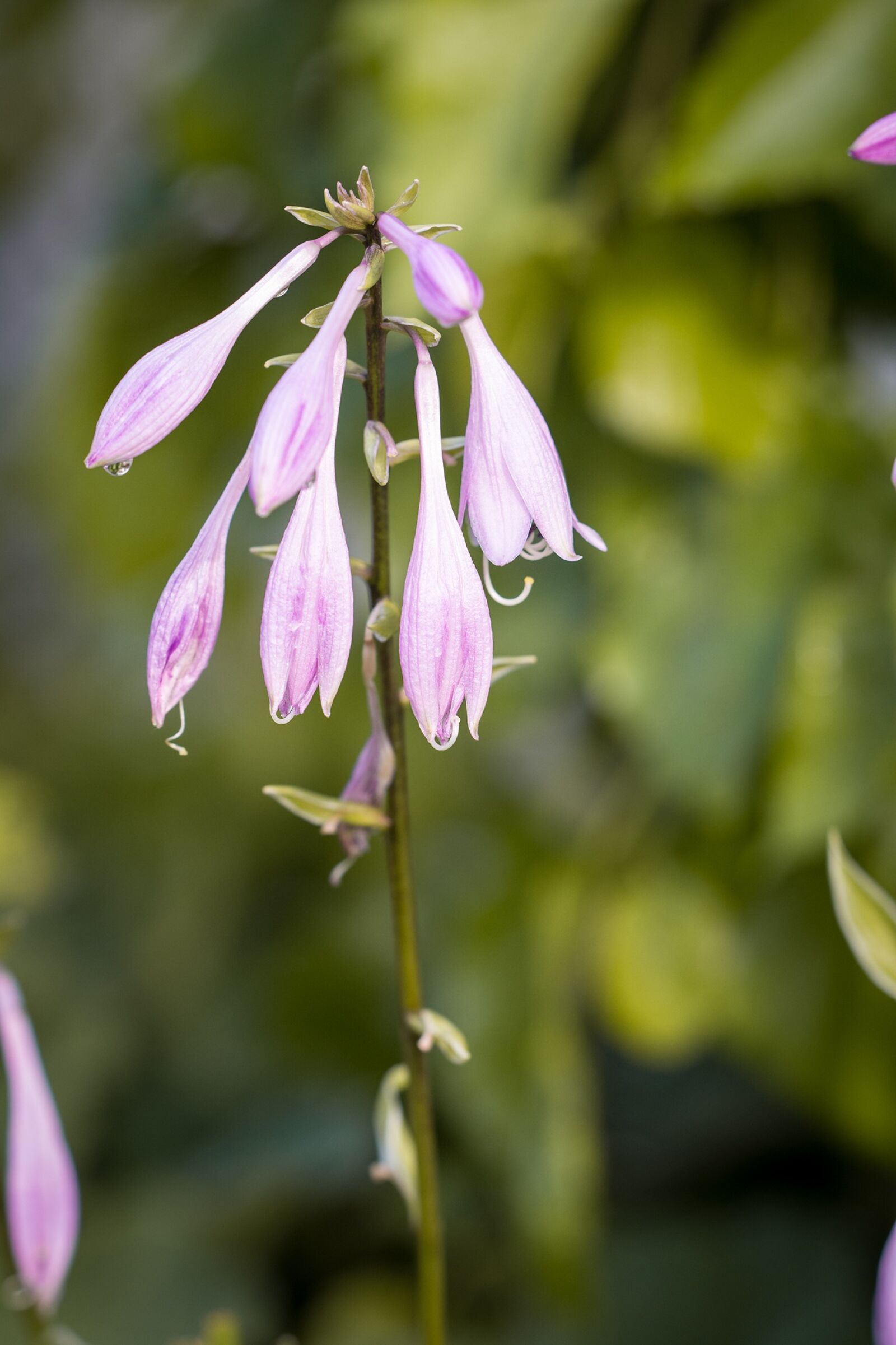 Nikon D7100 sample photo. Plantain lily, sweetheart lily photography