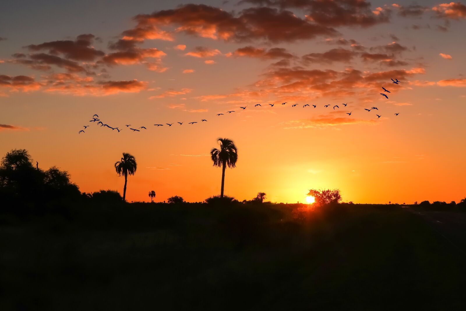 Canon PowerShot G7 X Mark II sample photo. Argentina, sunset, palmtree photography