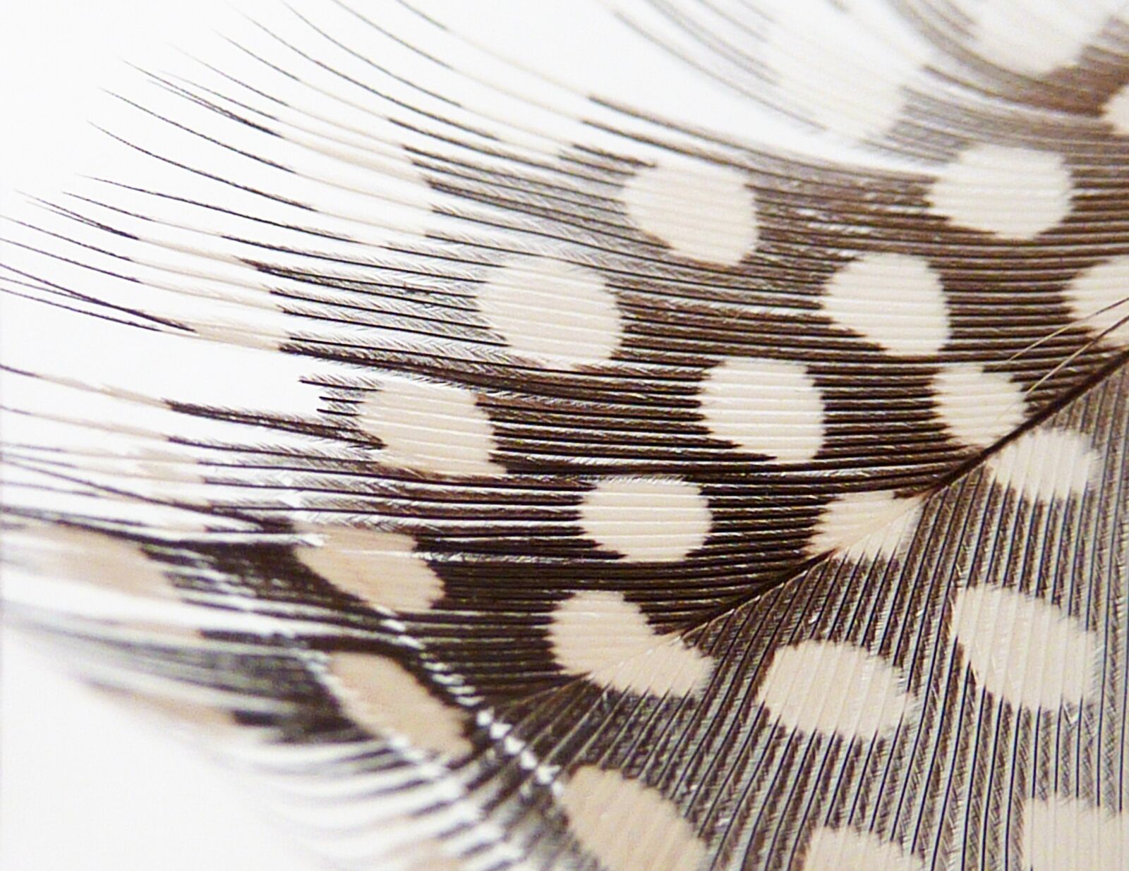 Panasonic DMC-TZ7 sample photo. Pattern, background, texture photography