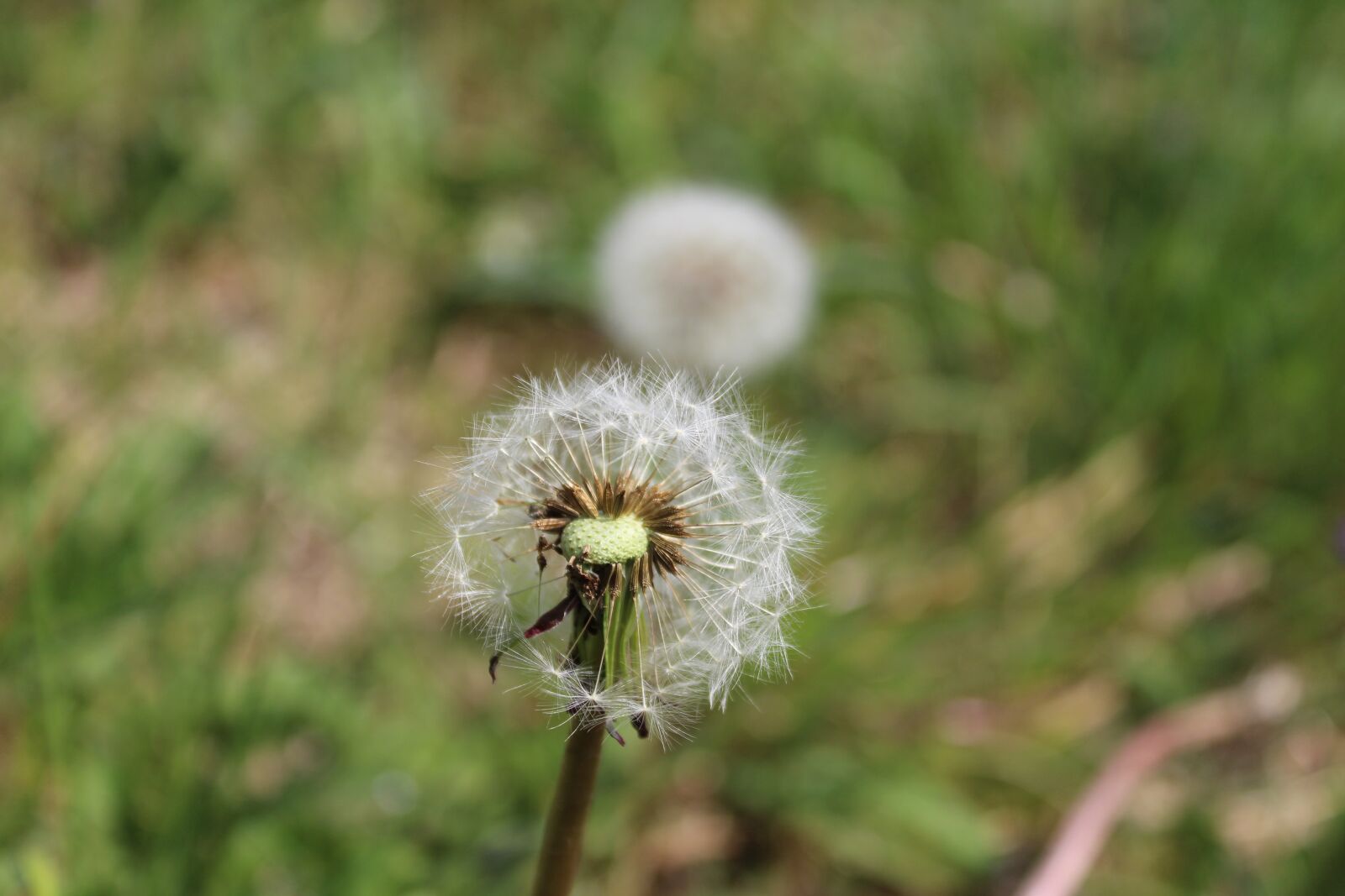 Canon EOS 1300D (EOS Rebel T6 / EOS Kiss X80) sample photo. Dandelion, weeds, nature photography