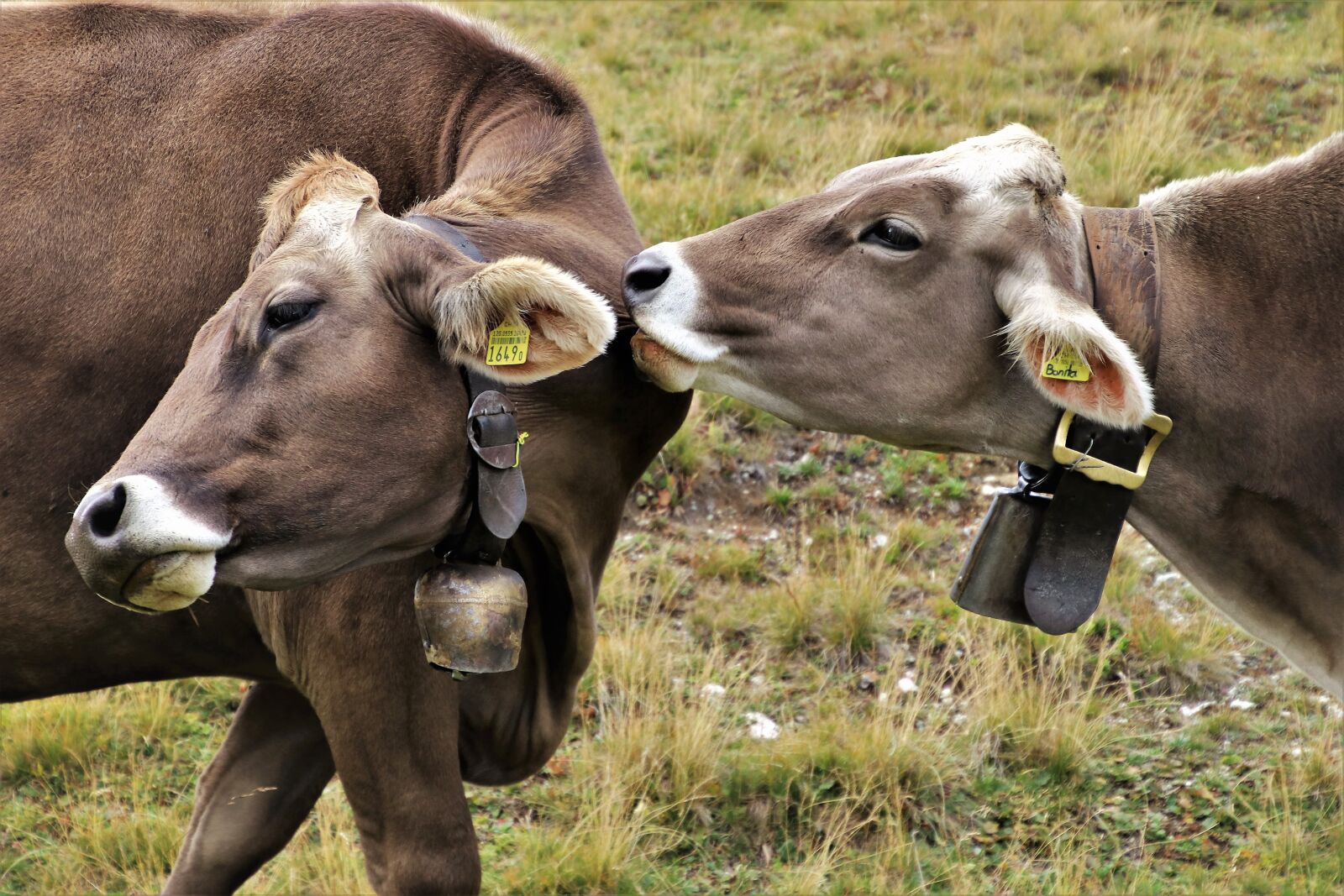 Canon EOS 80D sample photo. Cows, alpine, para photography