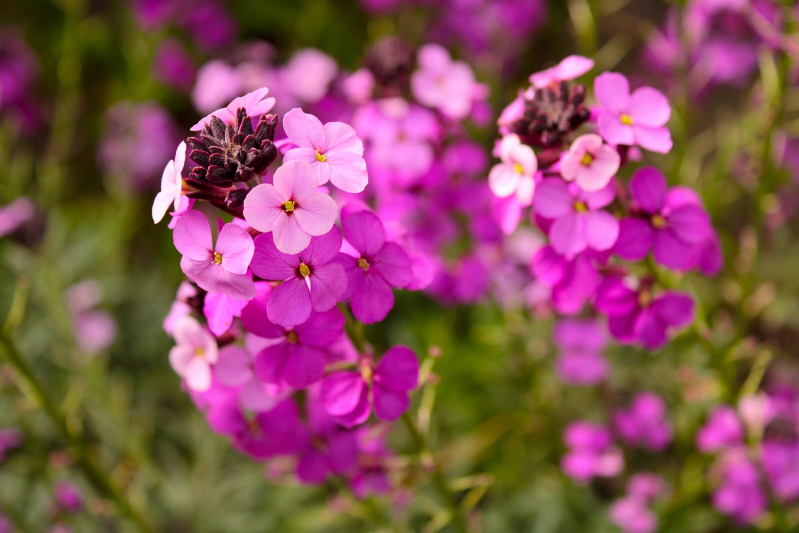 Canon EOS 2000D (EOS Rebel T7 / EOS Kiss X90 / EOS 1500D) sample photo. Flower, wallflower, plant photography
