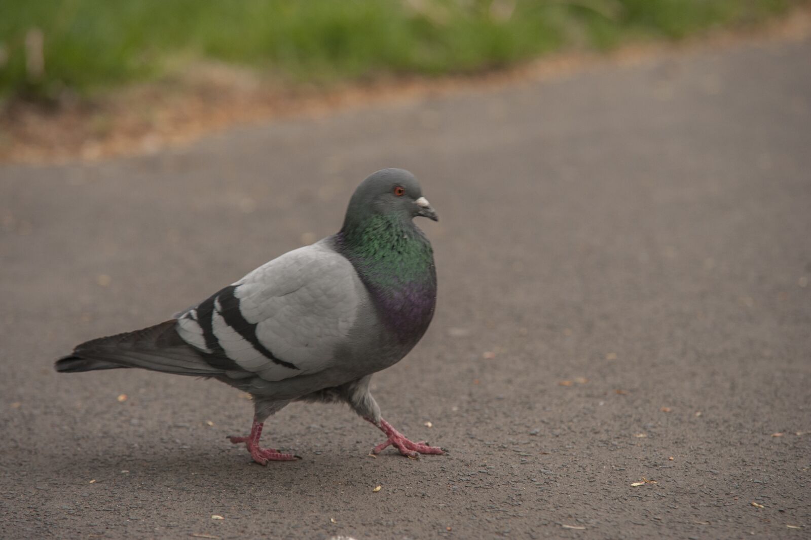 Nikon D700 sample photo. Pigeon, park, birds photography