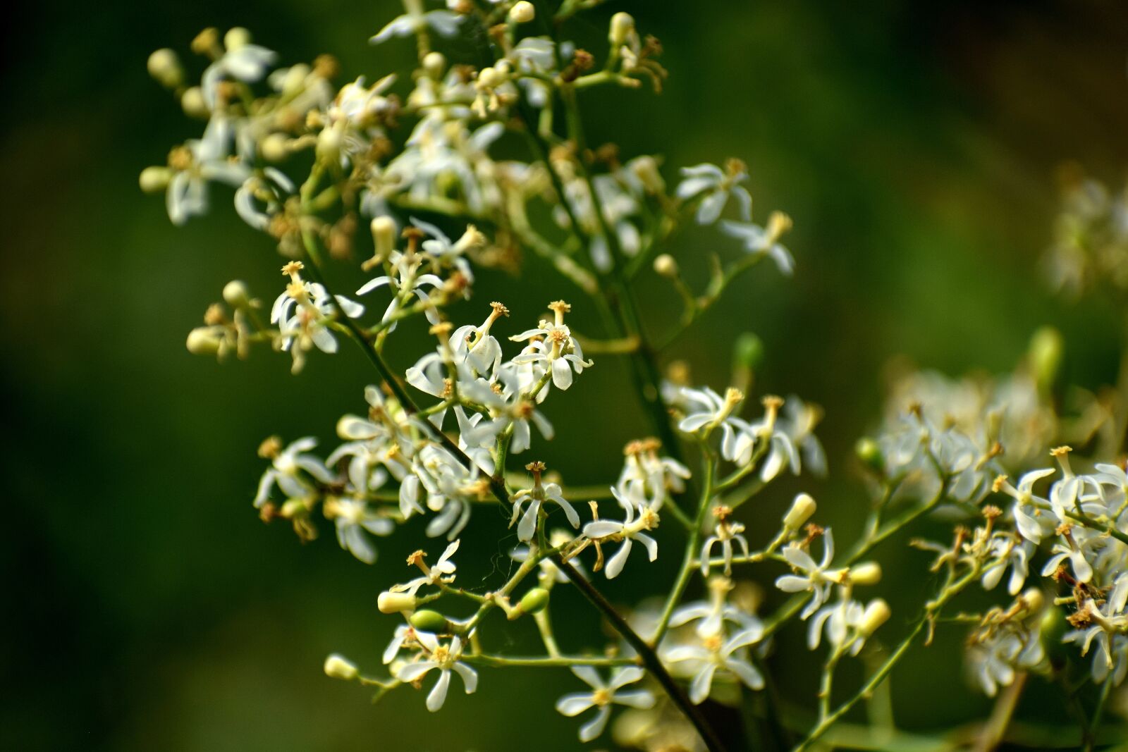 Nikon D3300 sample photo. Flower, spring, nature photography