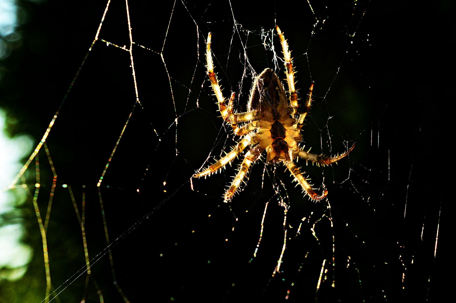 Nikon D3200 sample photo. Spider, insect, macro photography