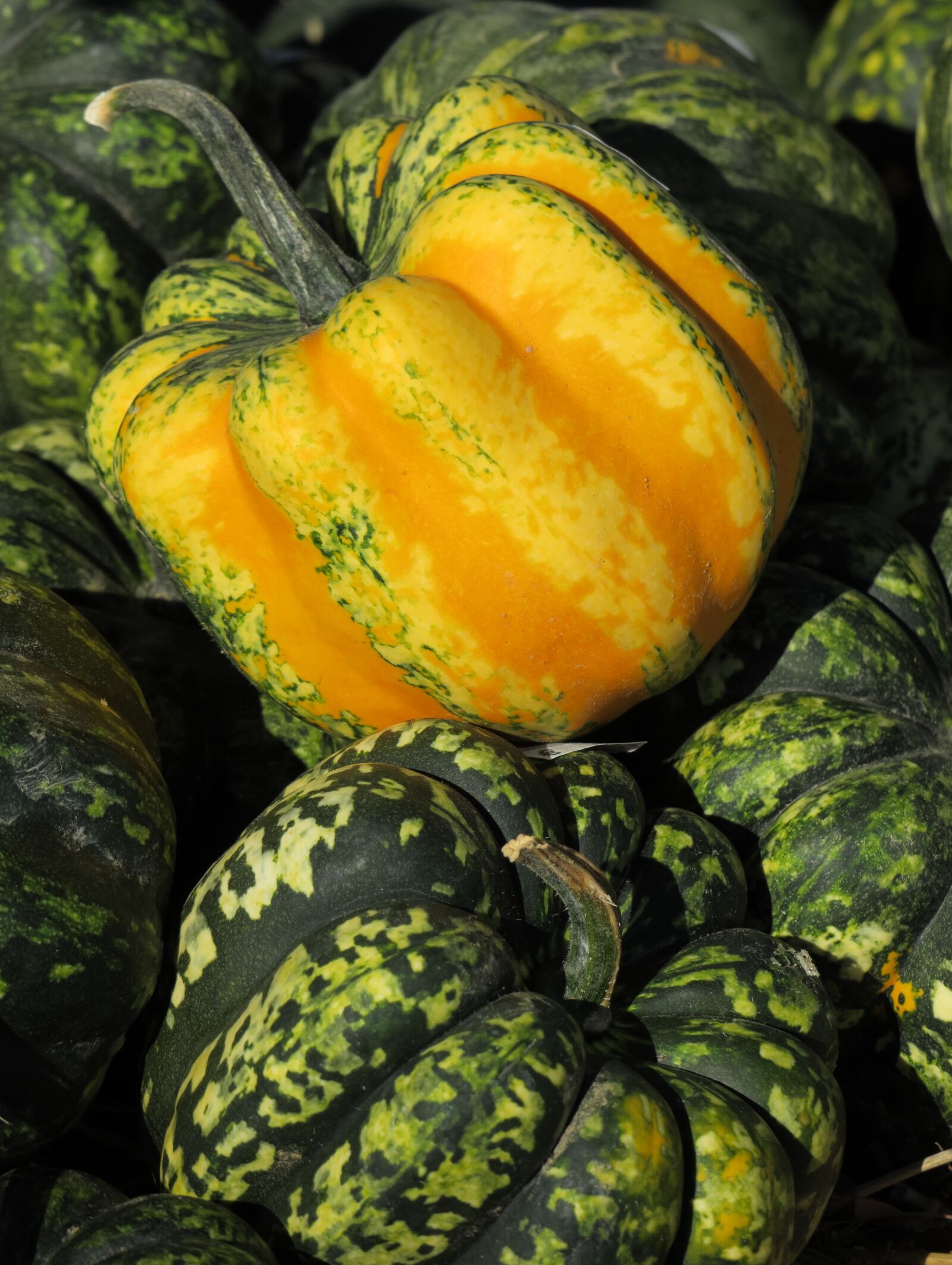 Canon PowerShot G3 X sample photo. Pumpkin, yellow, green photography