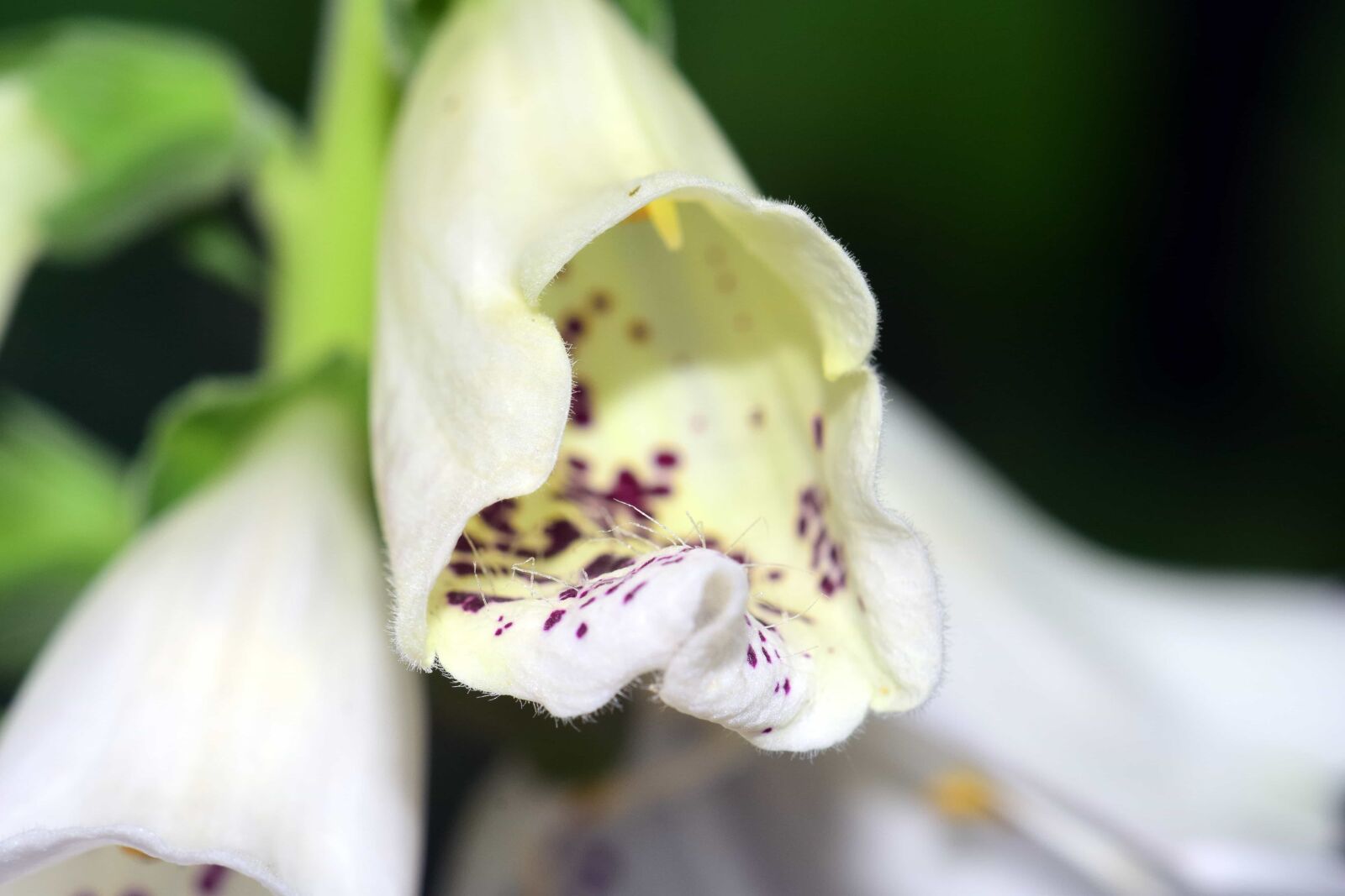 Nikon D3300 sample photo. Flower, flora, nature, garden photography