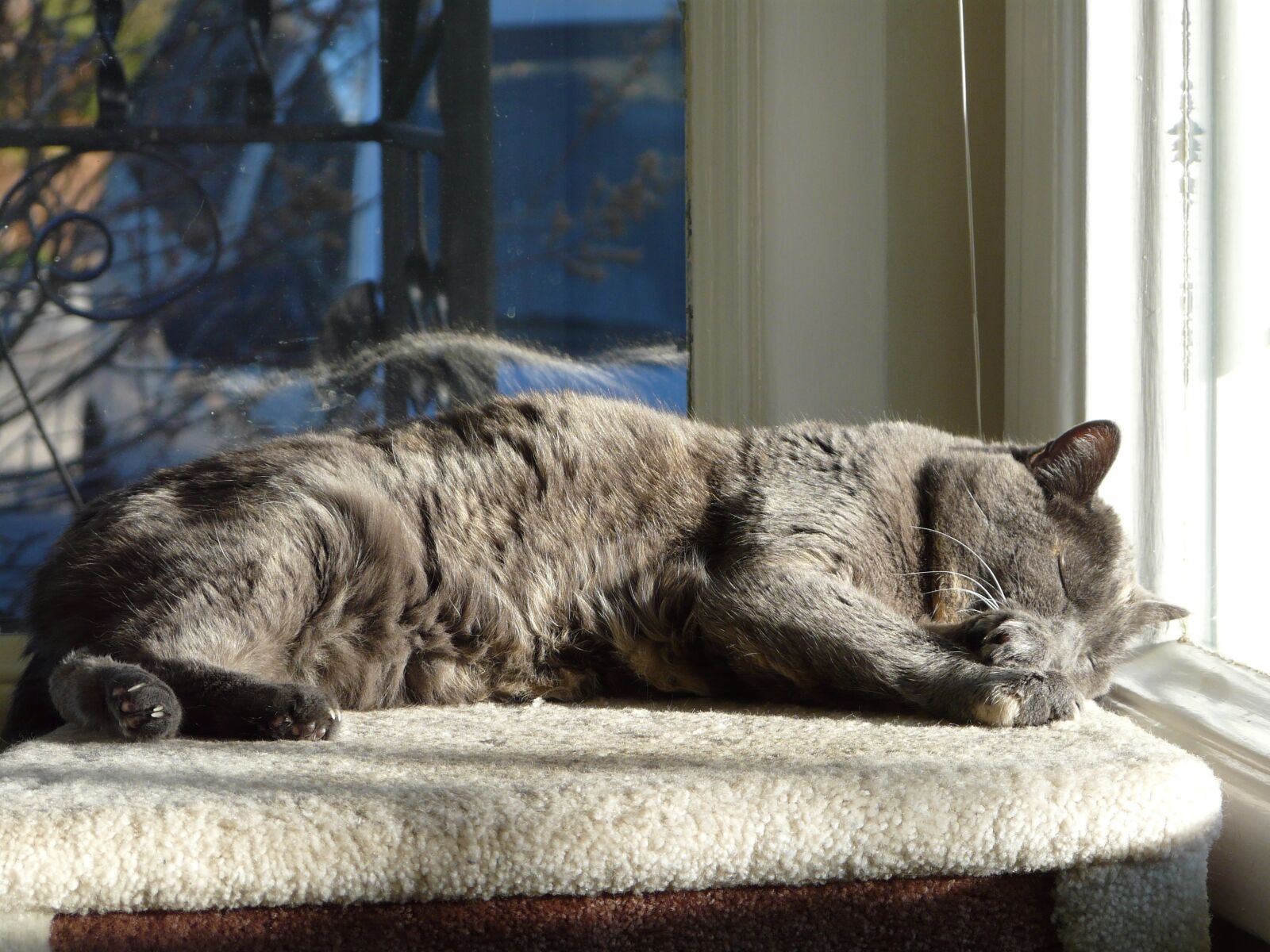 Panasonic DMC-FZ18 sample photo. Cat, cat, stand, sun photography