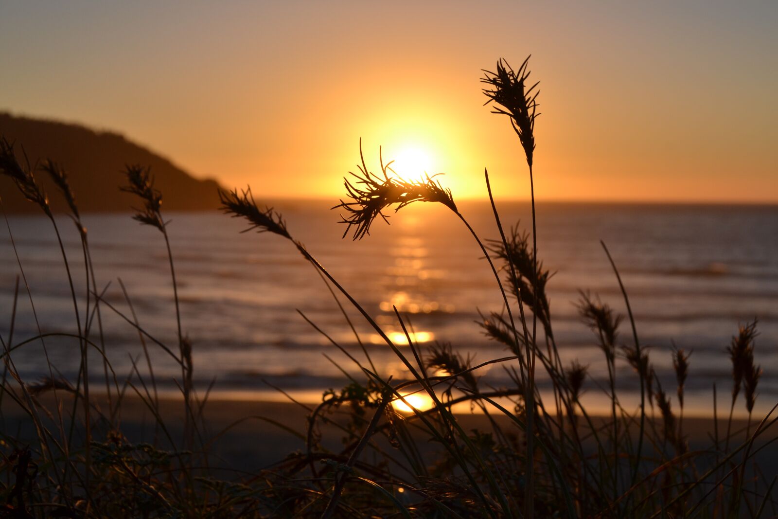 Nikon D3100 sample photo. Plant, sunset, silhouette photography