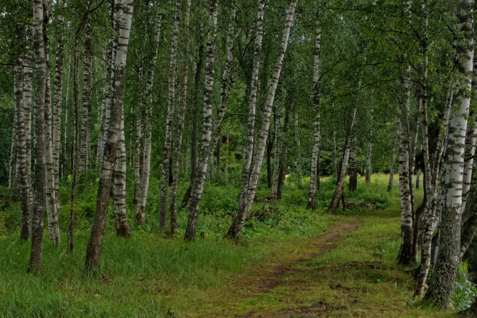 Canon EOS 500D (EOS Rebel T1i / EOS Kiss X3) sample photo. Forest, trees, path photography