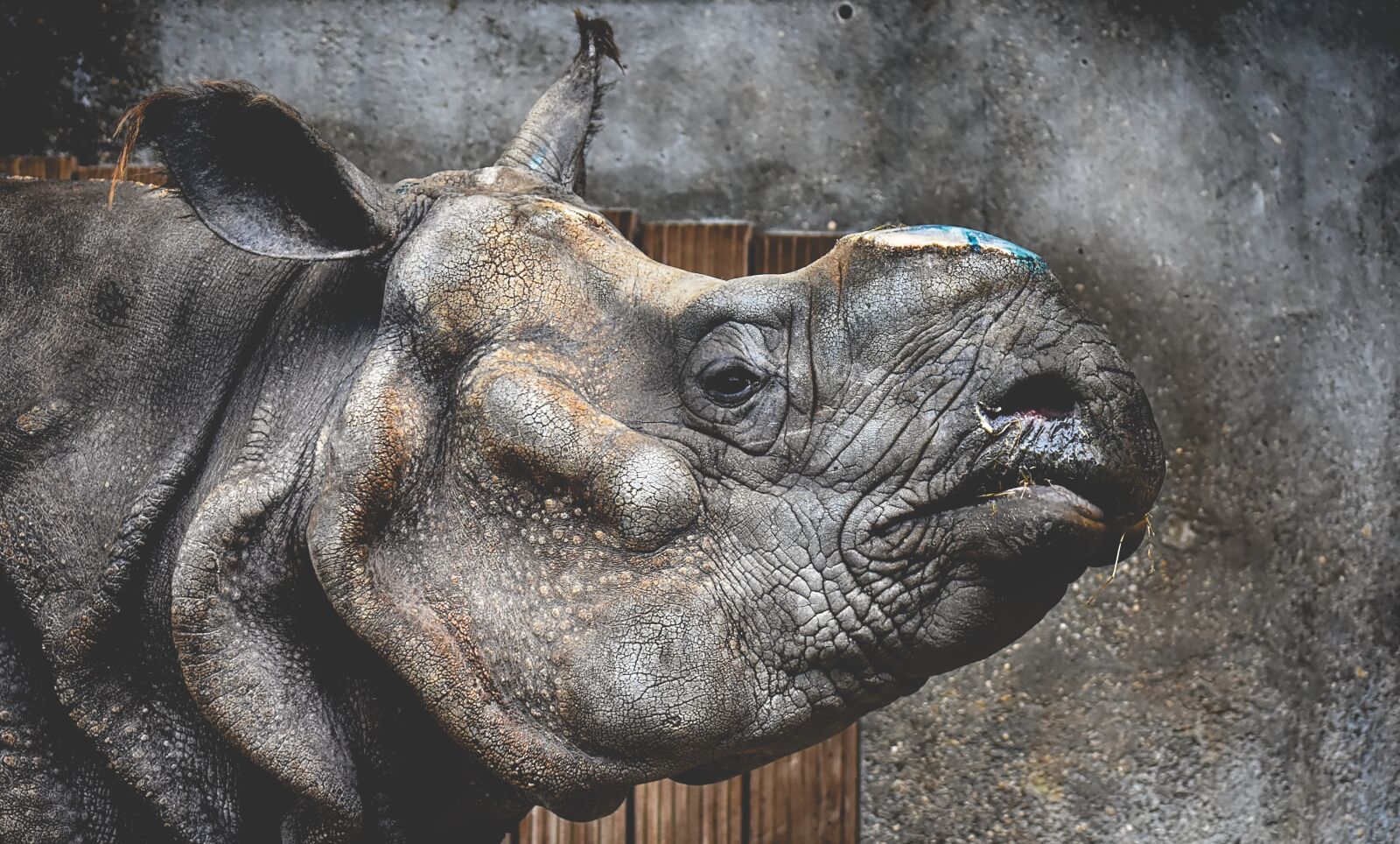 Nikon D7200 sample photo. Rhino, animal, animal world photography