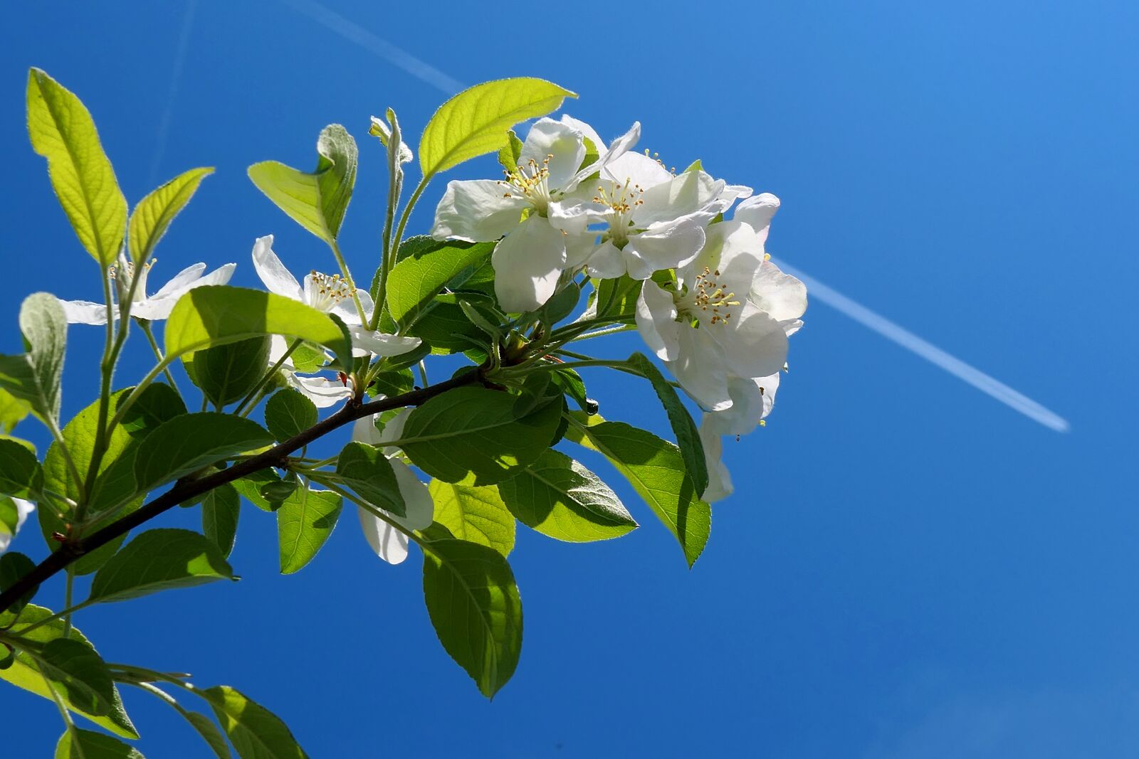 Panasonic Lumix DMC-LX10 (Lumix DMC-LX15) sample photo. Nature, plant, tree photography