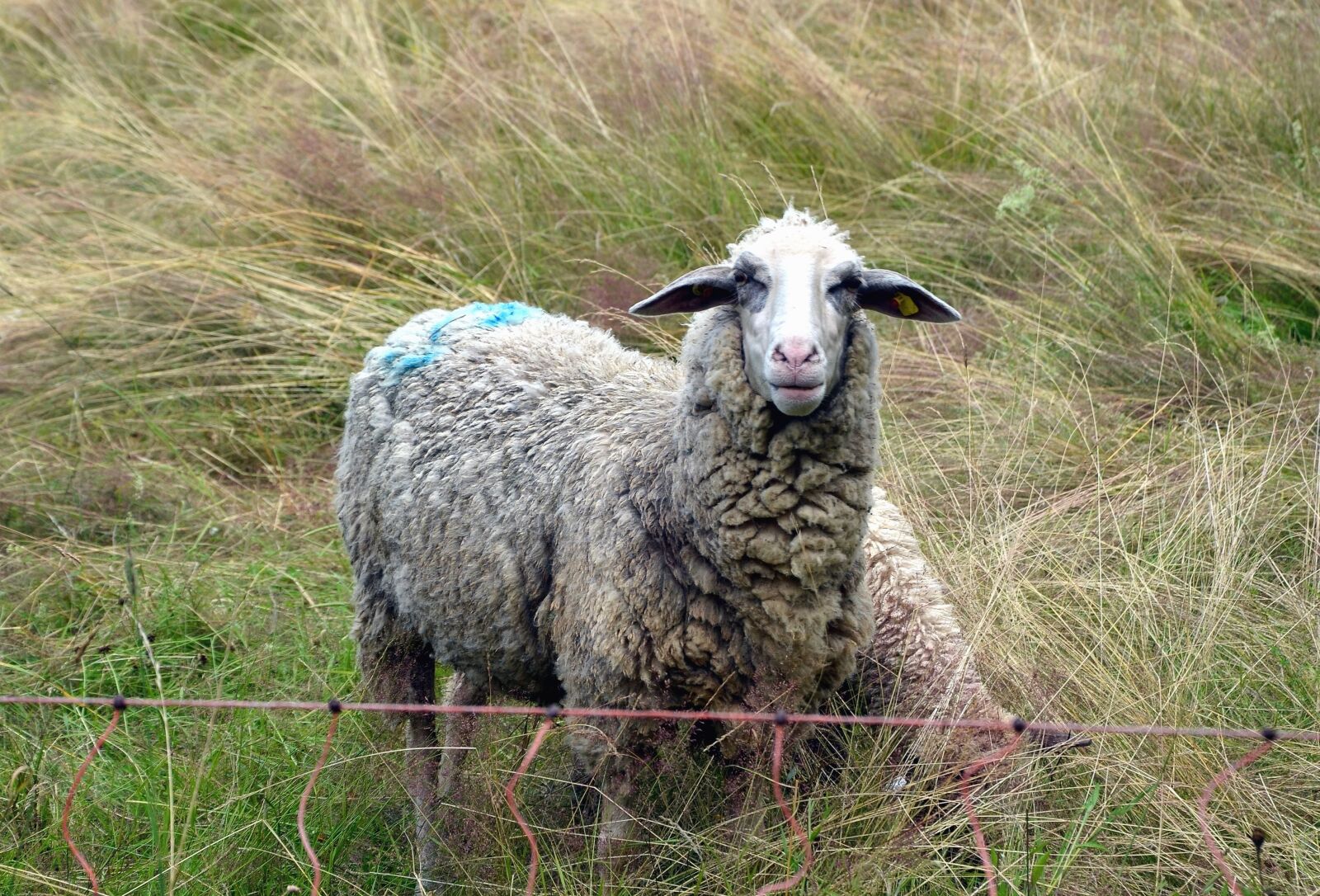 Nikon D5100 sample photo. Sheep, grass, wool, field photography