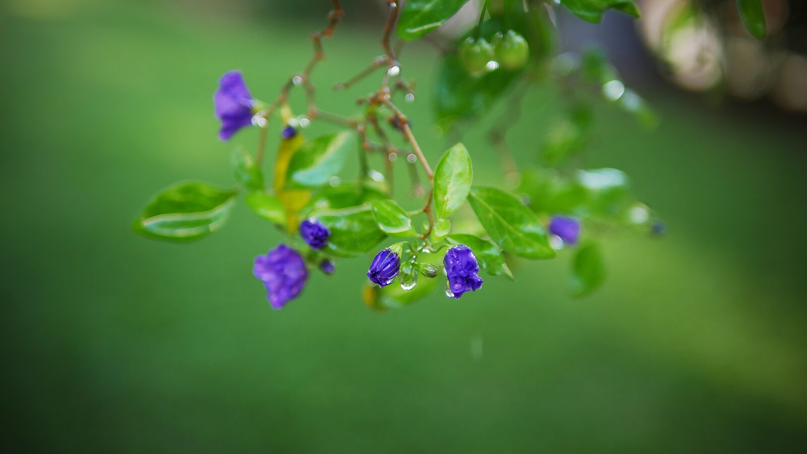 Panasonic Lumix DMC-GH4 sample photo. Leaf, flora, nature photography