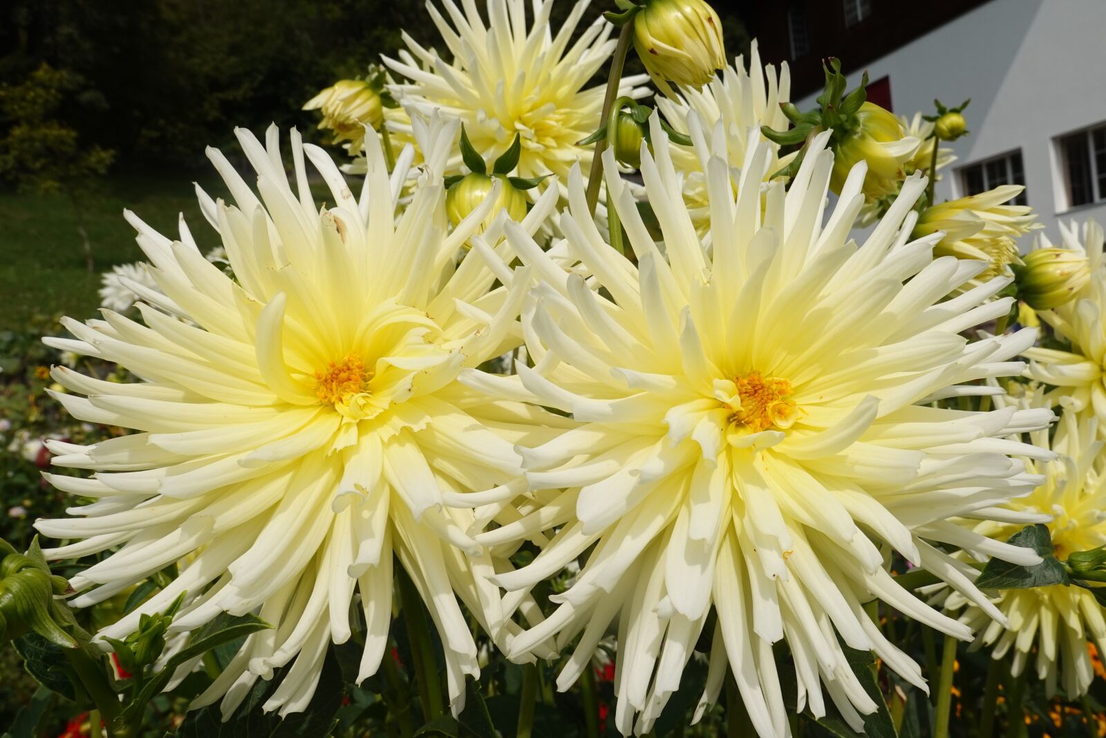 Sony DSC-RX100M7 sample photo. Dahlias, yellow, garden photography