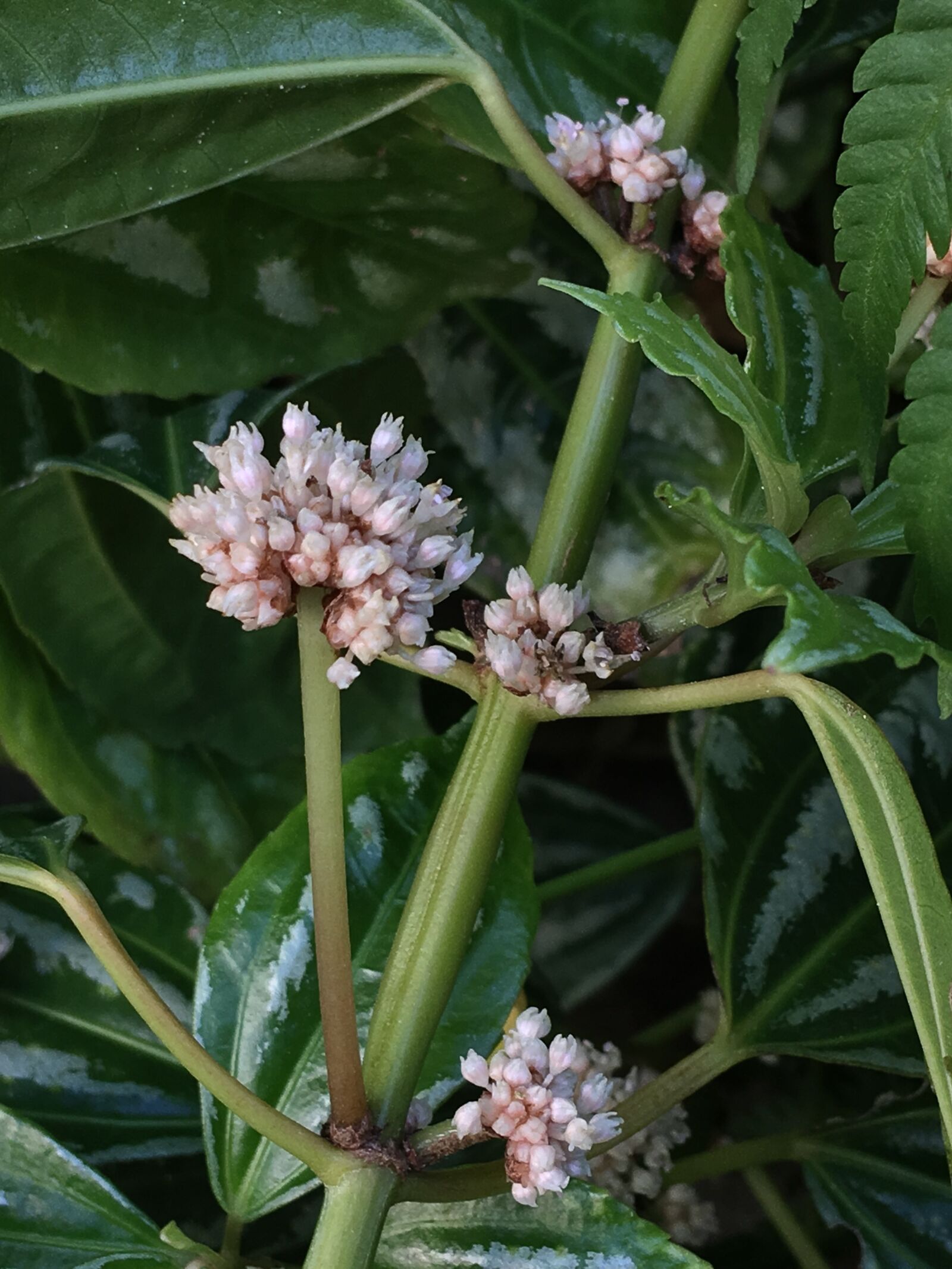 Apple iPhone 6s Plus sample photo. Small flowers, white petals photography