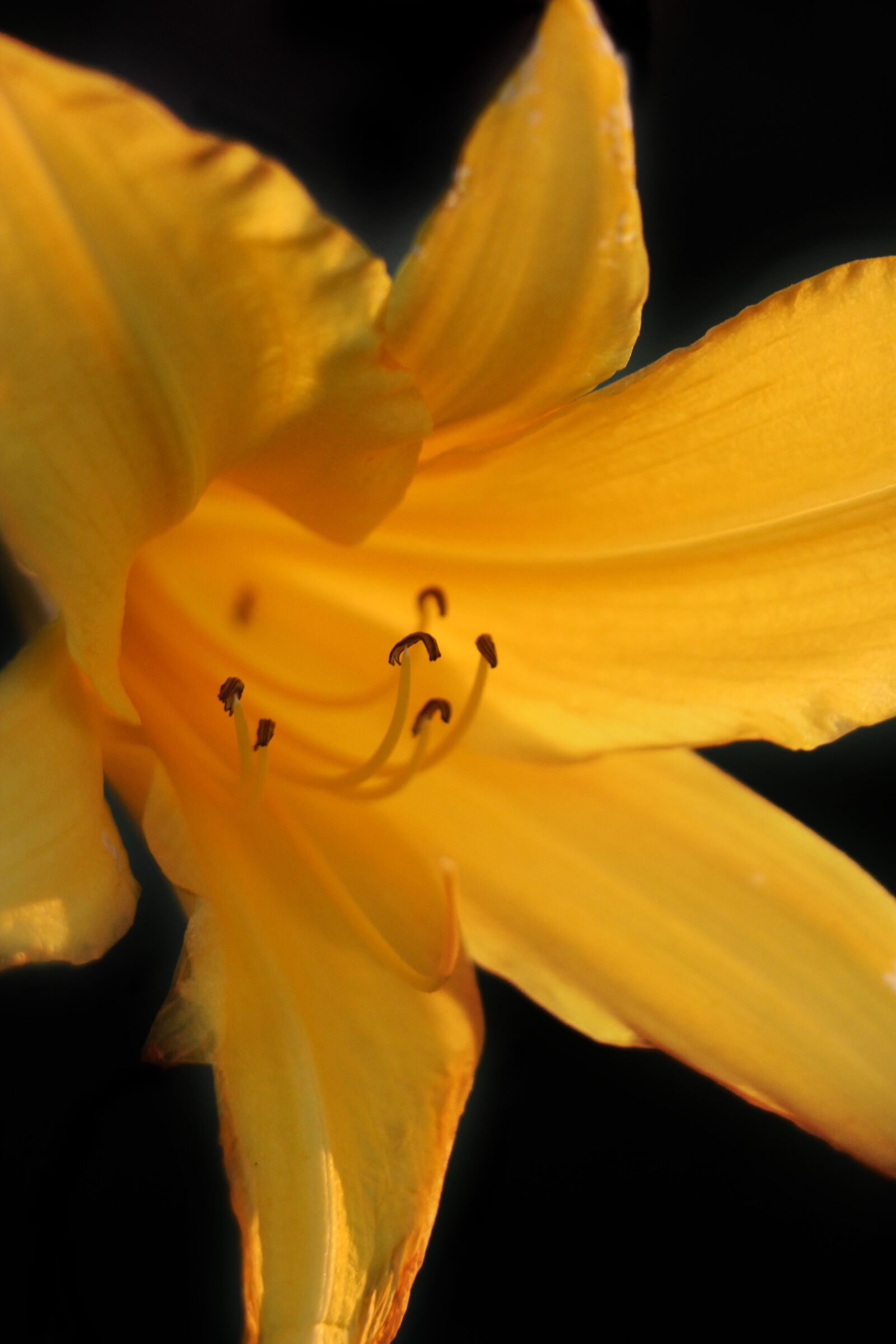 Canon EOS 650D (EOS Rebel T4i / EOS Kiss X6i) + Canon EF-S 18-135mm F3.5-5.6 IS STM sample photo. Lily, flower, yellow photography