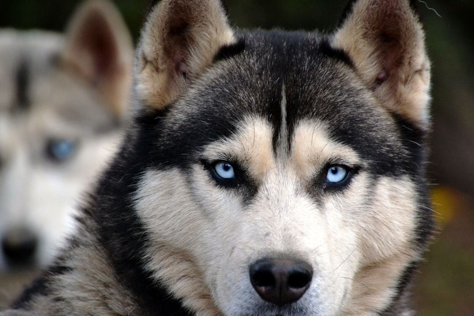 Nikon D3100 sample photo. Dog, huskies, animal photography