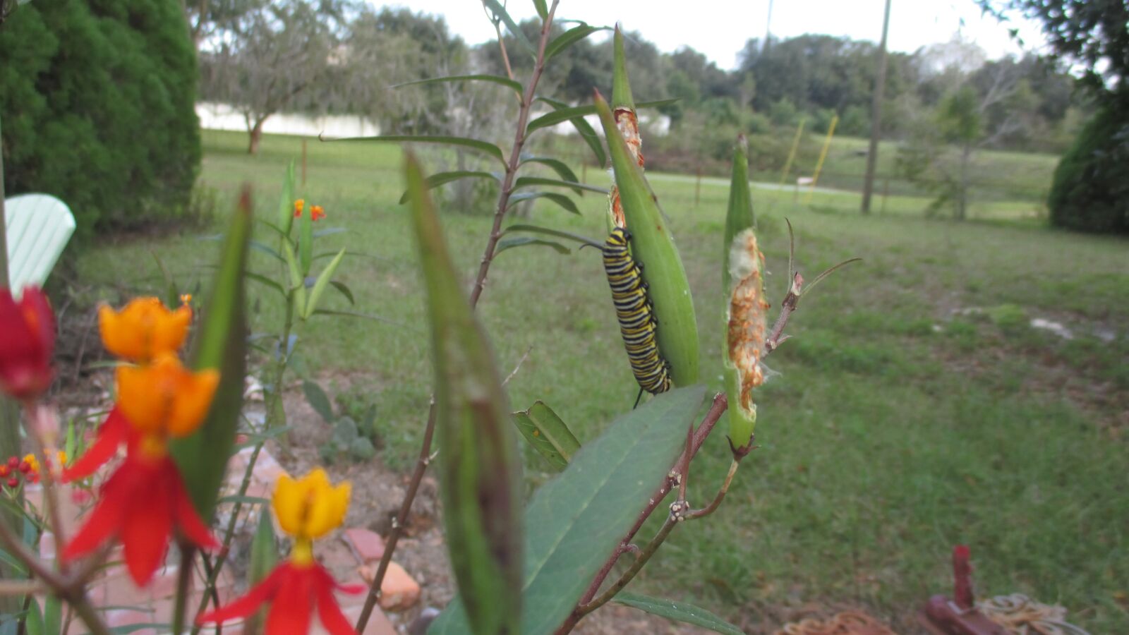 Canon PowerShot ELPH 135 (IXUS 145 / IXY 120) sample photo. Monarch, butterfly, caterpillar photography