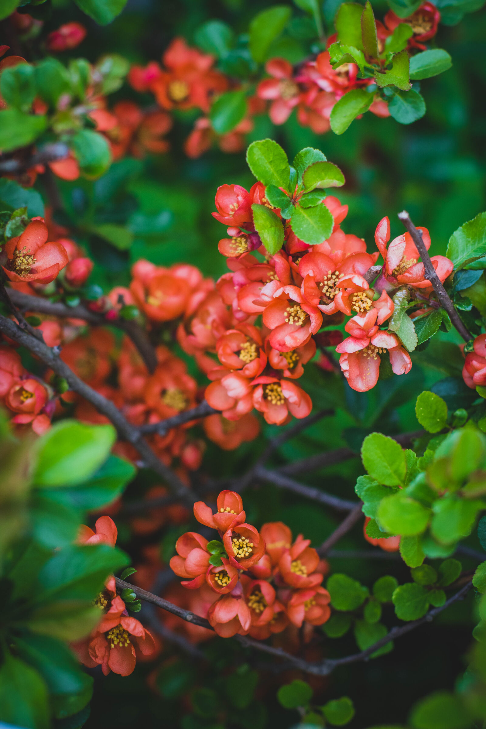 Canon EOS 760D (EOS Rebel T6s / EOS 8000D) + Canon EF 50mm F1.4 USM sample photo. Red, flowers photography