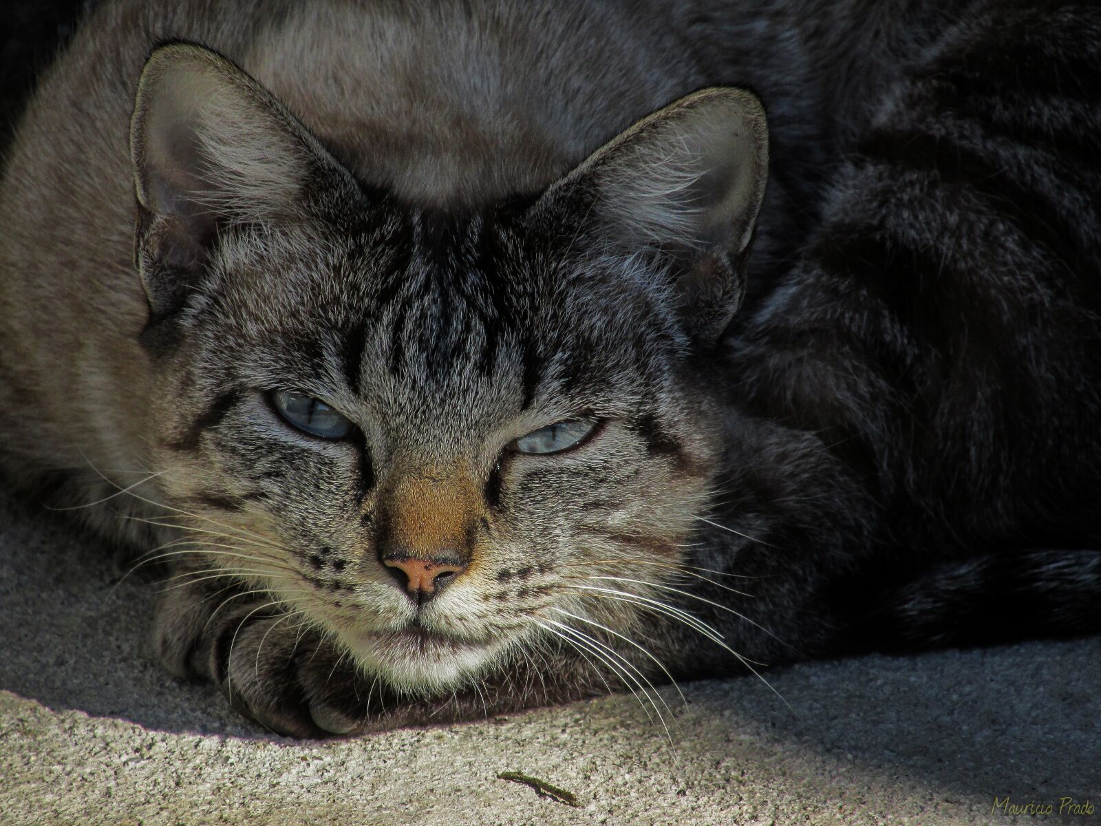 Canon PowerShot SX160 IS sample photo. Cat, wait, predator photography