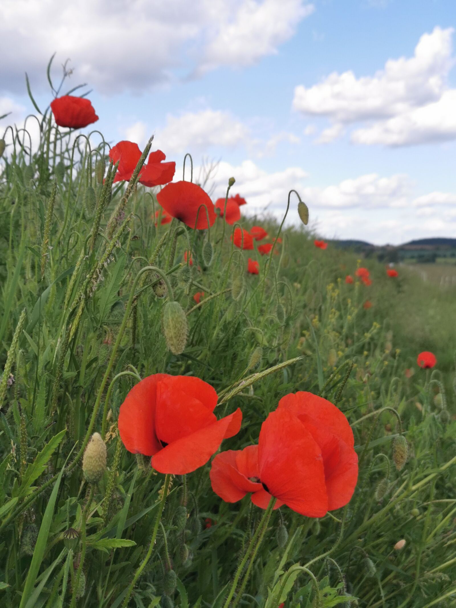 HUAWEI P30 sample photo. Flowers, poppy, nature photography
