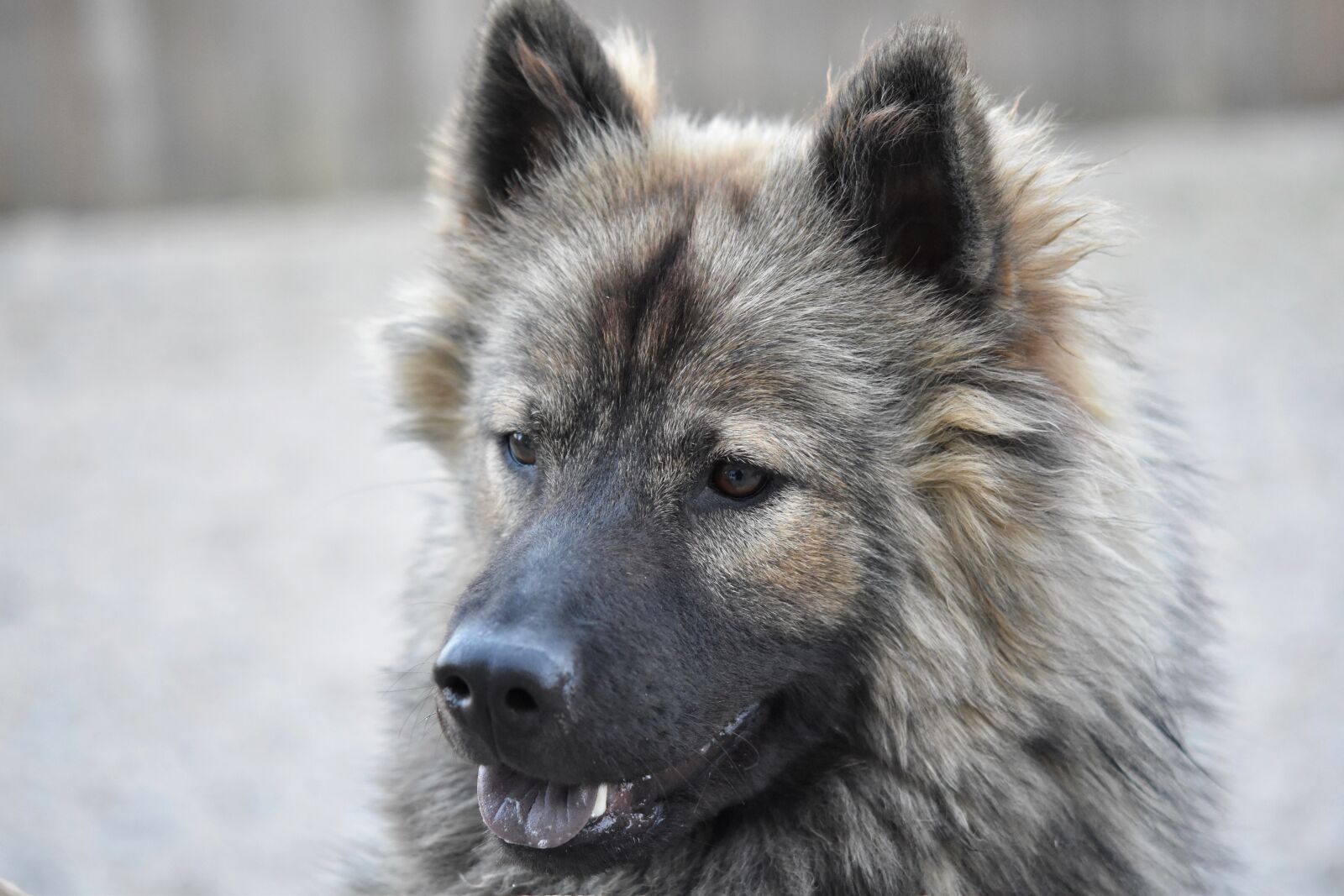 Nikon D5600 sample photo. Dog, bitch, dog eurasier photography