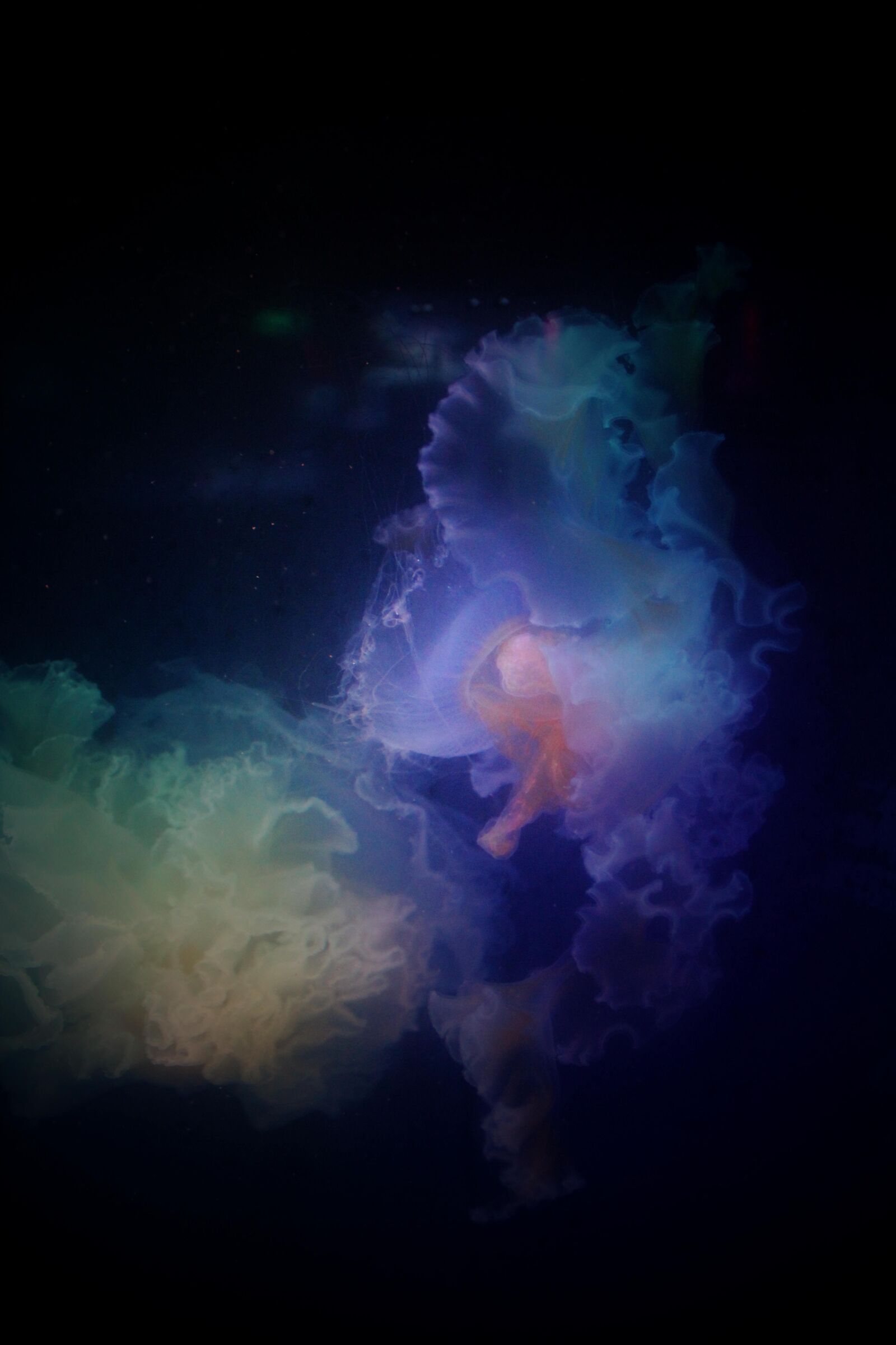 Canon EOS 600D (Rebel EOS T3i / EOS Kiss X5) sample photo. Jellyfish, nature, world photography