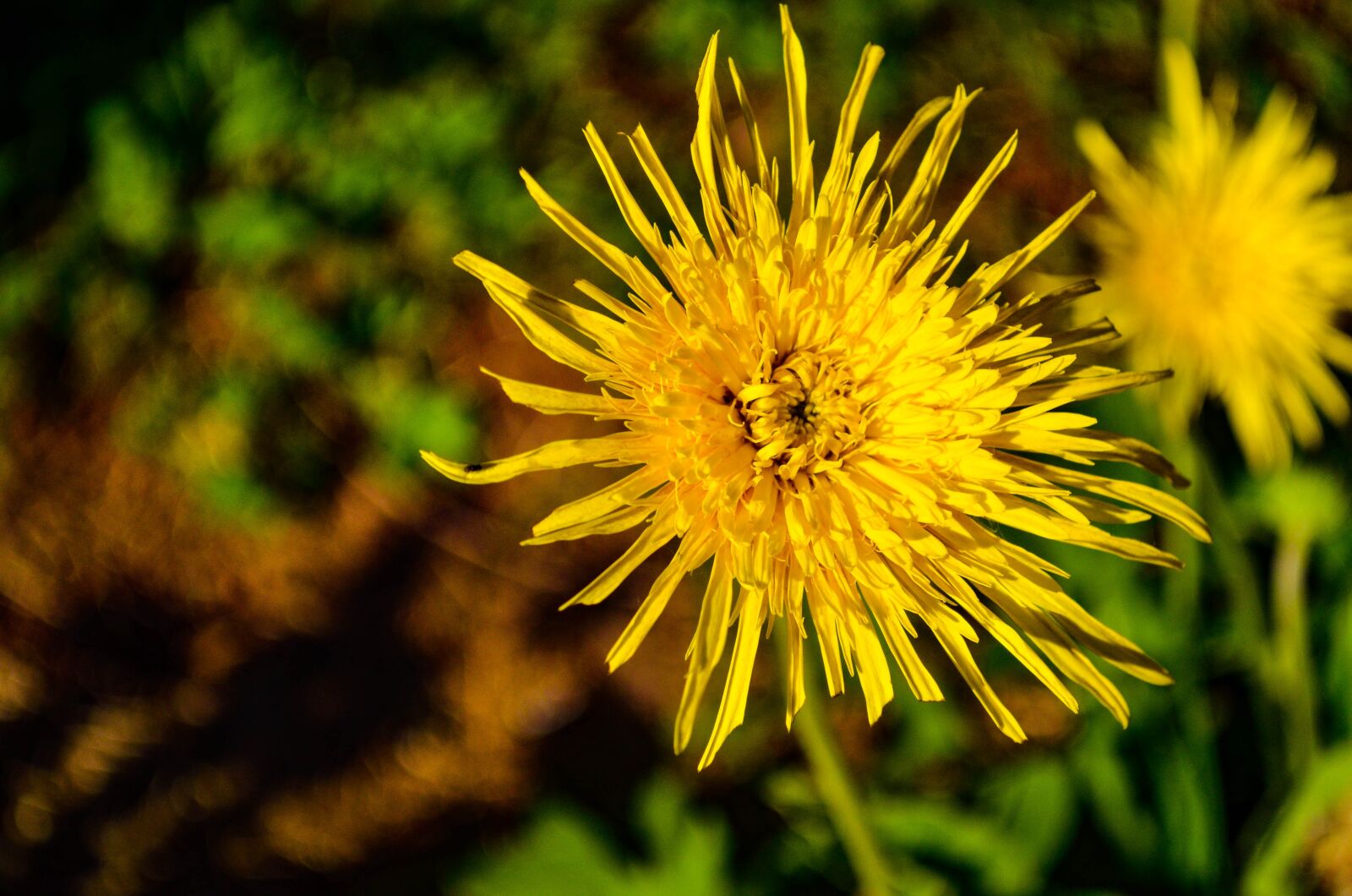 Nikon D5100 sample photo. Dandelion, yellow, nature photography