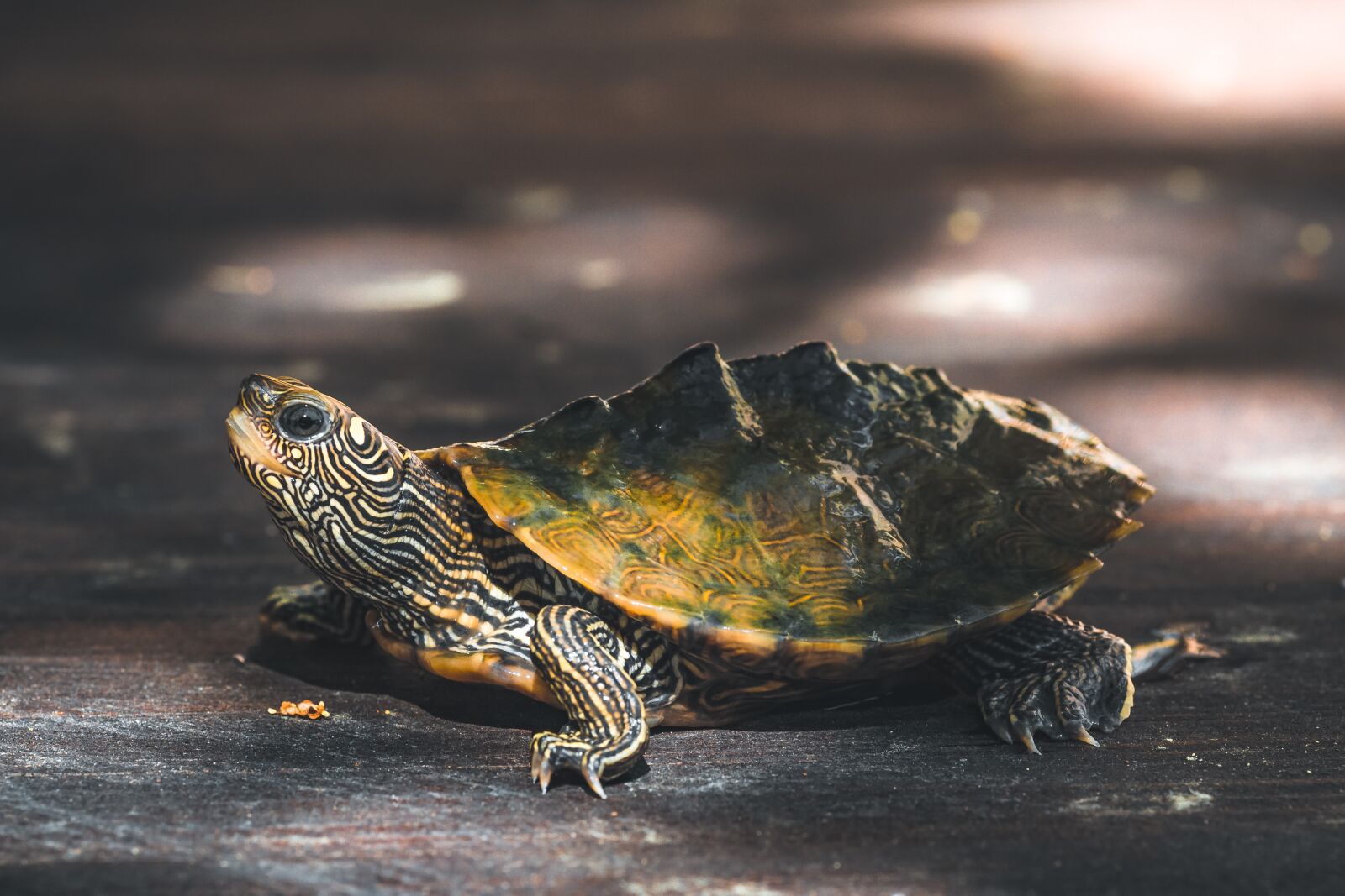 Canon EOS 1300D (EOS Rebel T6 / EOS Kiss X80) sample photo. Turtle, reptile, animal photography