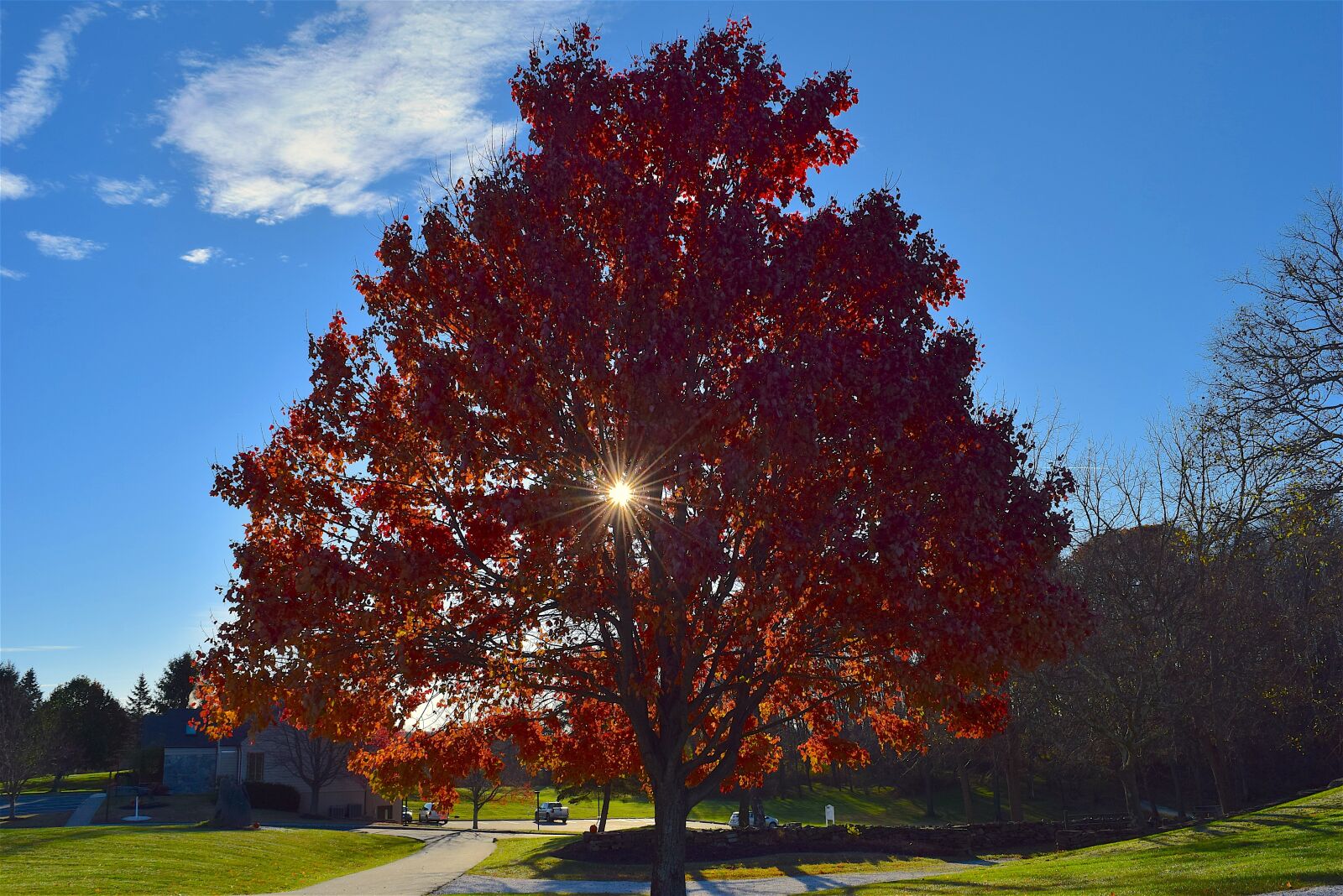 Nikon D3300 sample photo. Tree, foliage, autumn photography