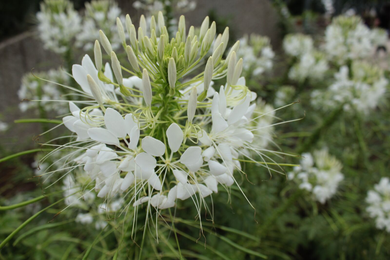 Canon EOS 1300D (EOS Rebel T6 / EOS Kiss X80) sample photo. Plant, flower, white photography