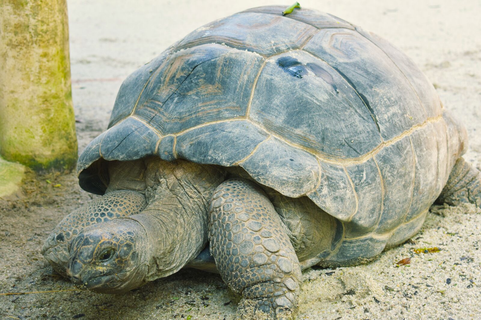 Nikon D3400 sample photo. Tortoise, shell photography