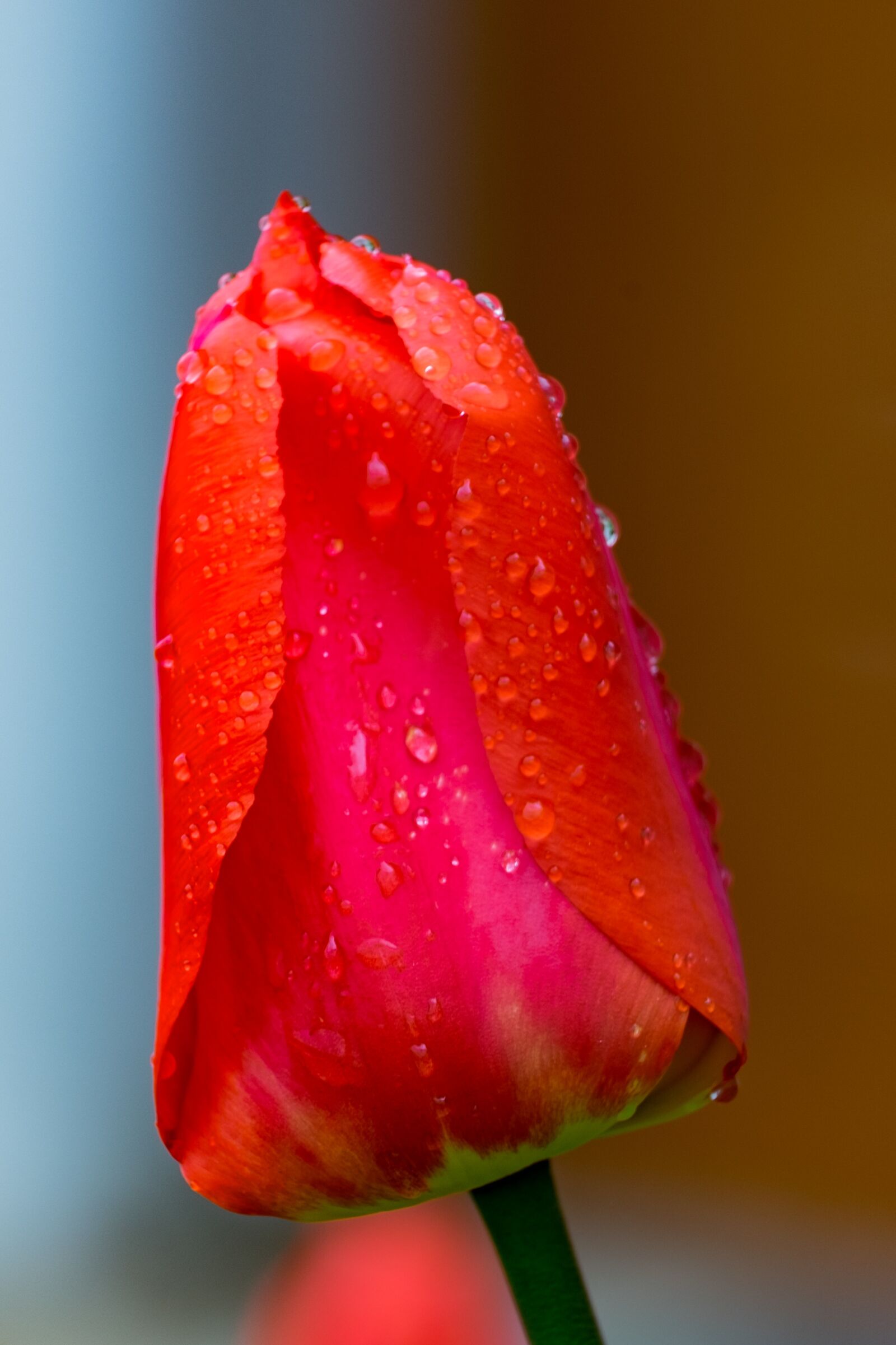 Fujifilm XF 55-200mm F3.5-4.8 R LM OIS sample photo. Tulip, red, spring photography