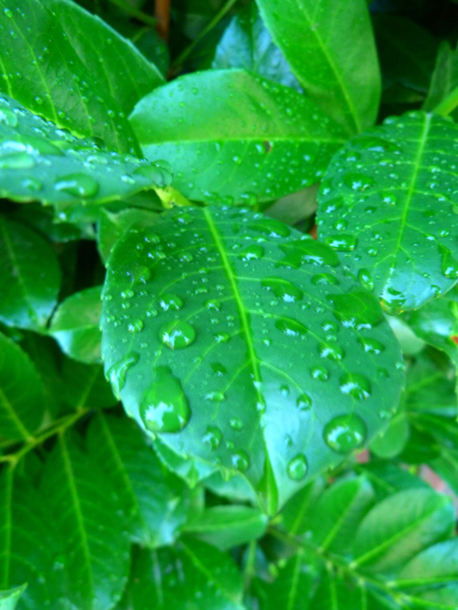 Panasonic Lumix DMC-FZ40 (Lumix DMC-FZ45) sample photo. Water, waterdrops, raindrop photography