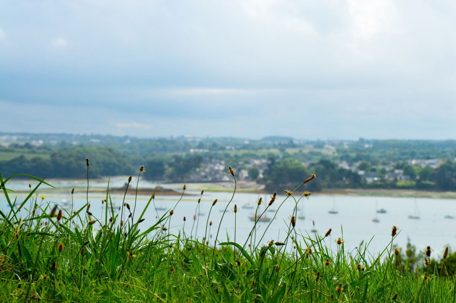 Nikon D3200 sample photo. Environment, green, field photography