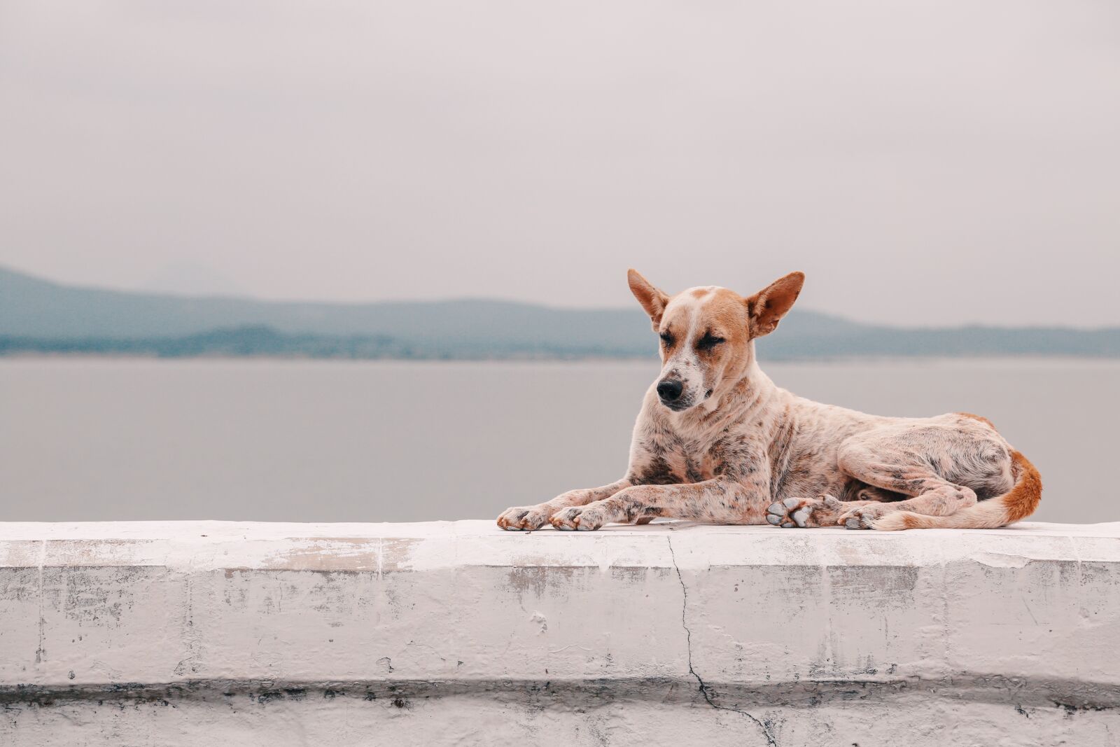 Canon EF 24-105mm F4L IS USM sample photo. Animal, canine, cute photography